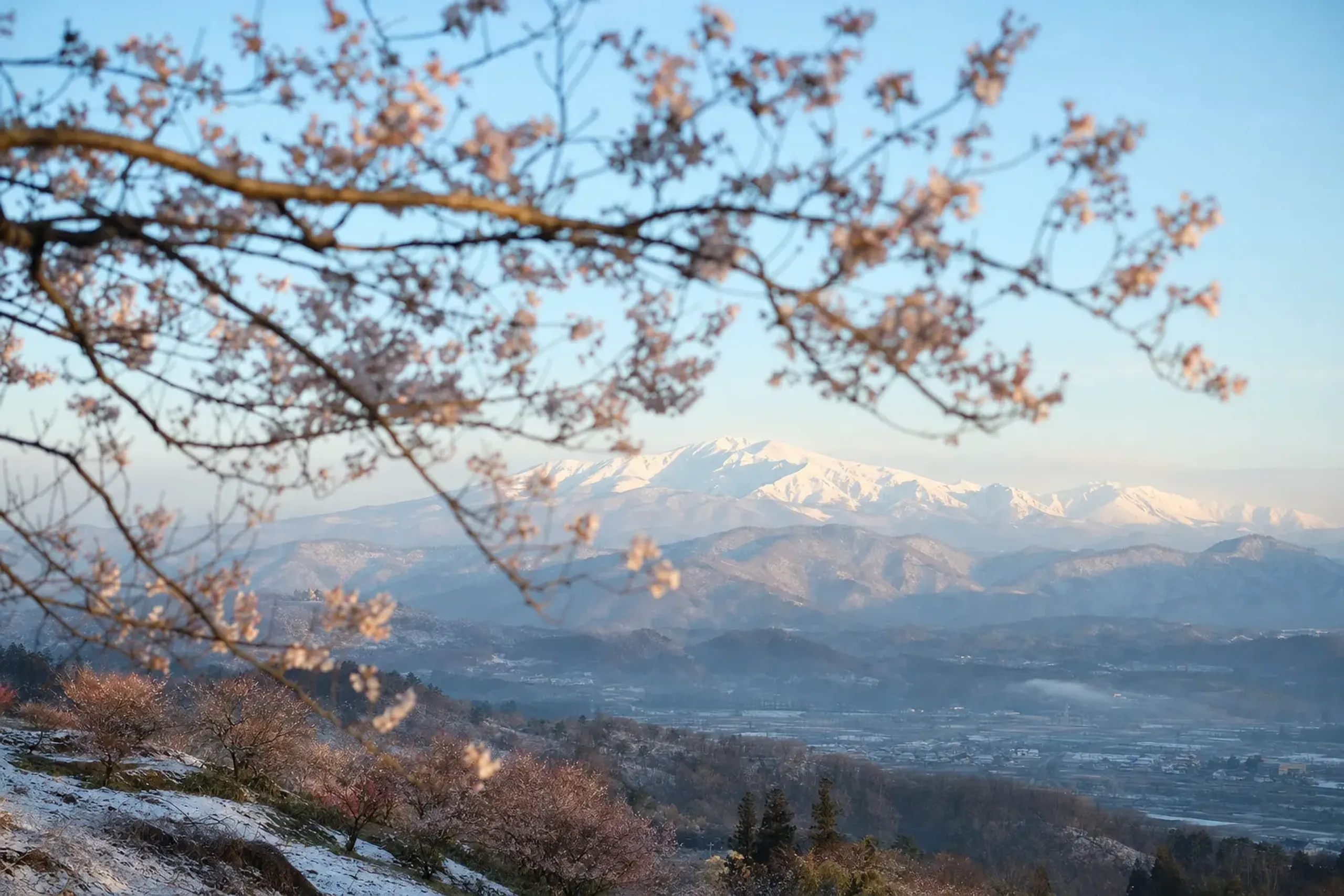 Cherry blossoms framing a distant view of the snow-capped Zao range from the upper slopes of Hanamiyama