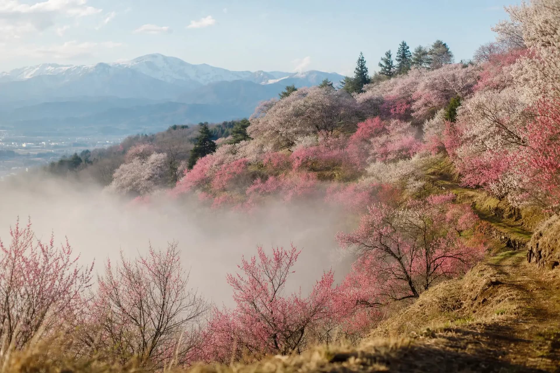 Hanamiyama: A Day Among Fukushima's Orchard Hills