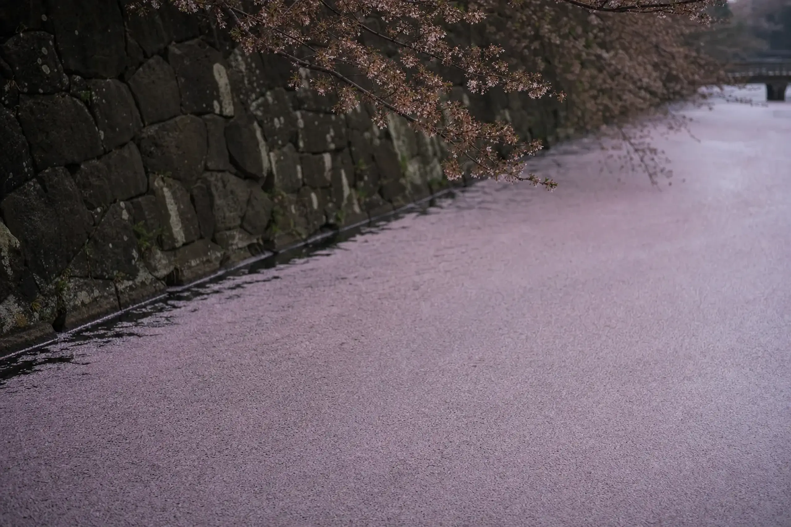 The hanaikada petal carpet of pale pink blossoms covering the still surface of Hirosaki Castle's outer moat