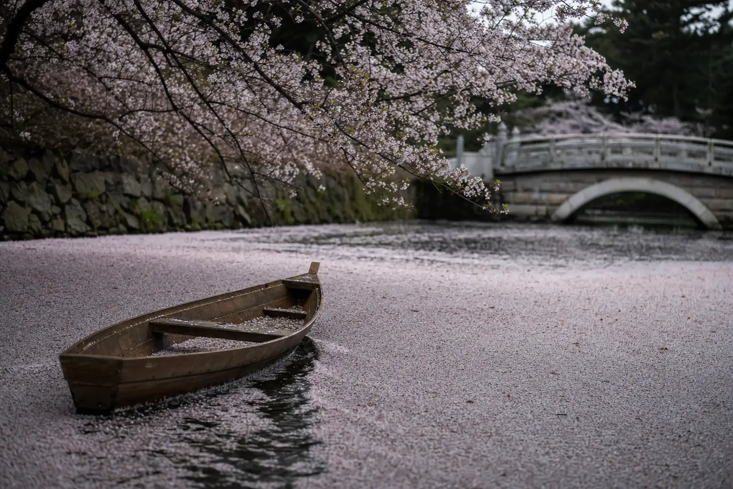 A wooden rental rowboat drifting through floating petal carpets beneath low-hanging cherry branches near Shunyō-bashi bridge on Hirosaki's inner moat