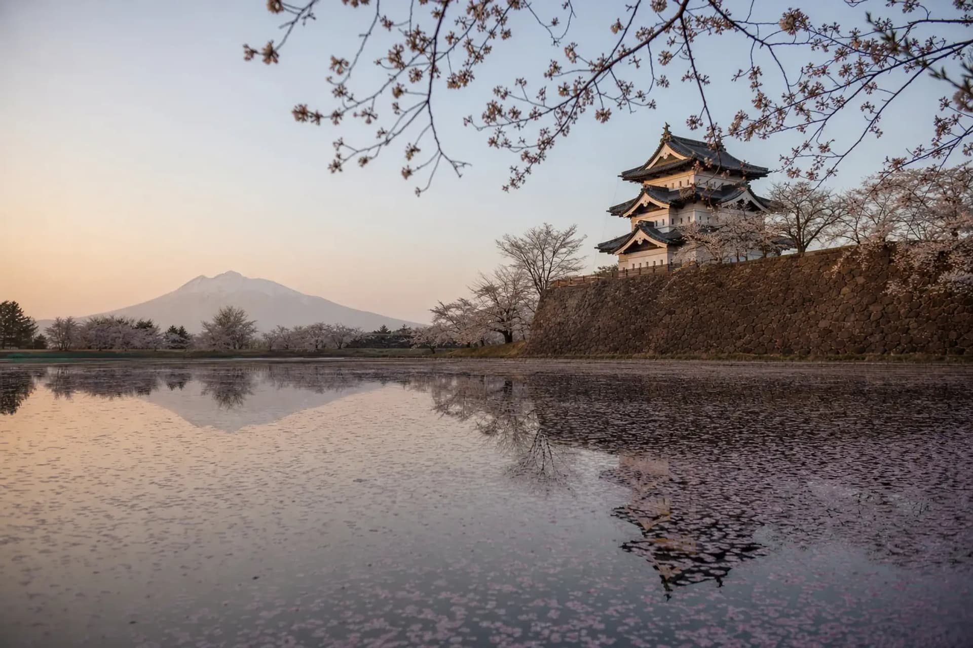 Before It Moves Back: Hirosaki Castle In Blossom