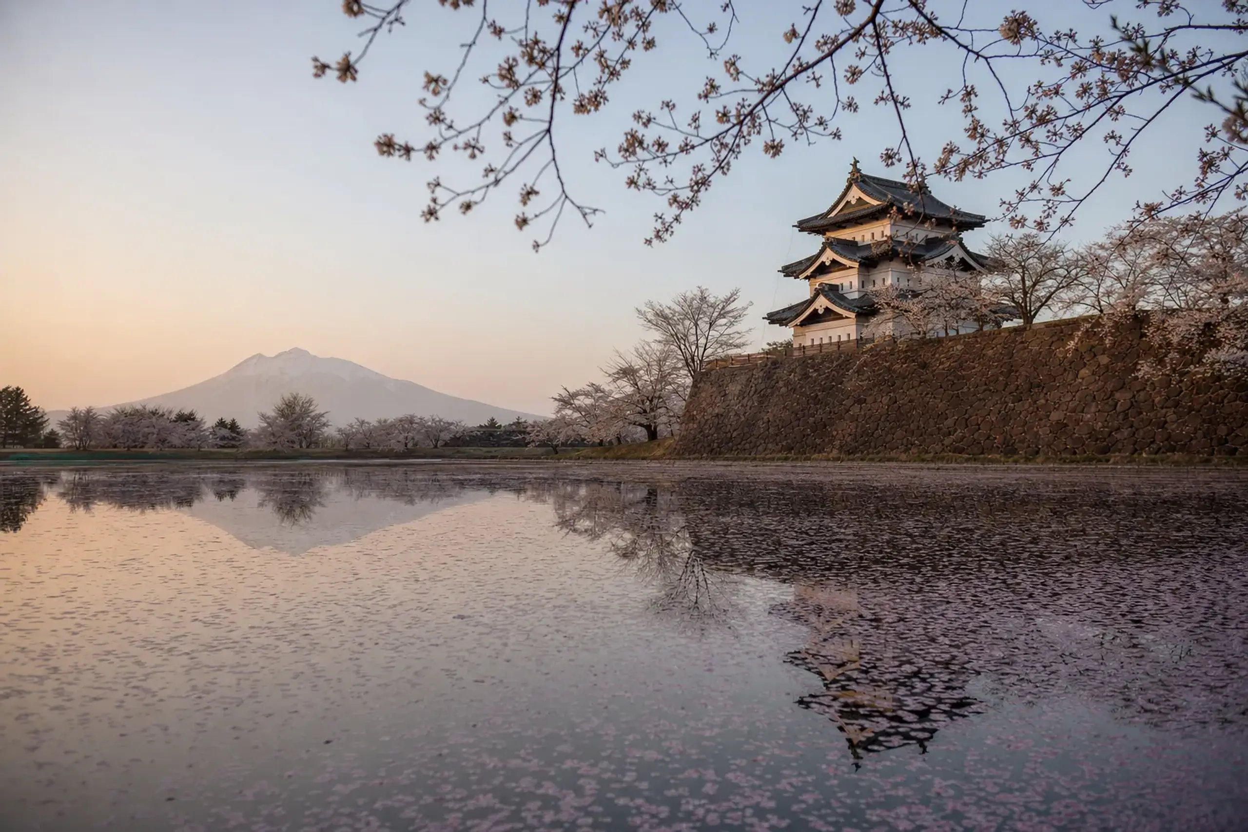 Before It Moves Back: Hirosaki Castle In Blossom