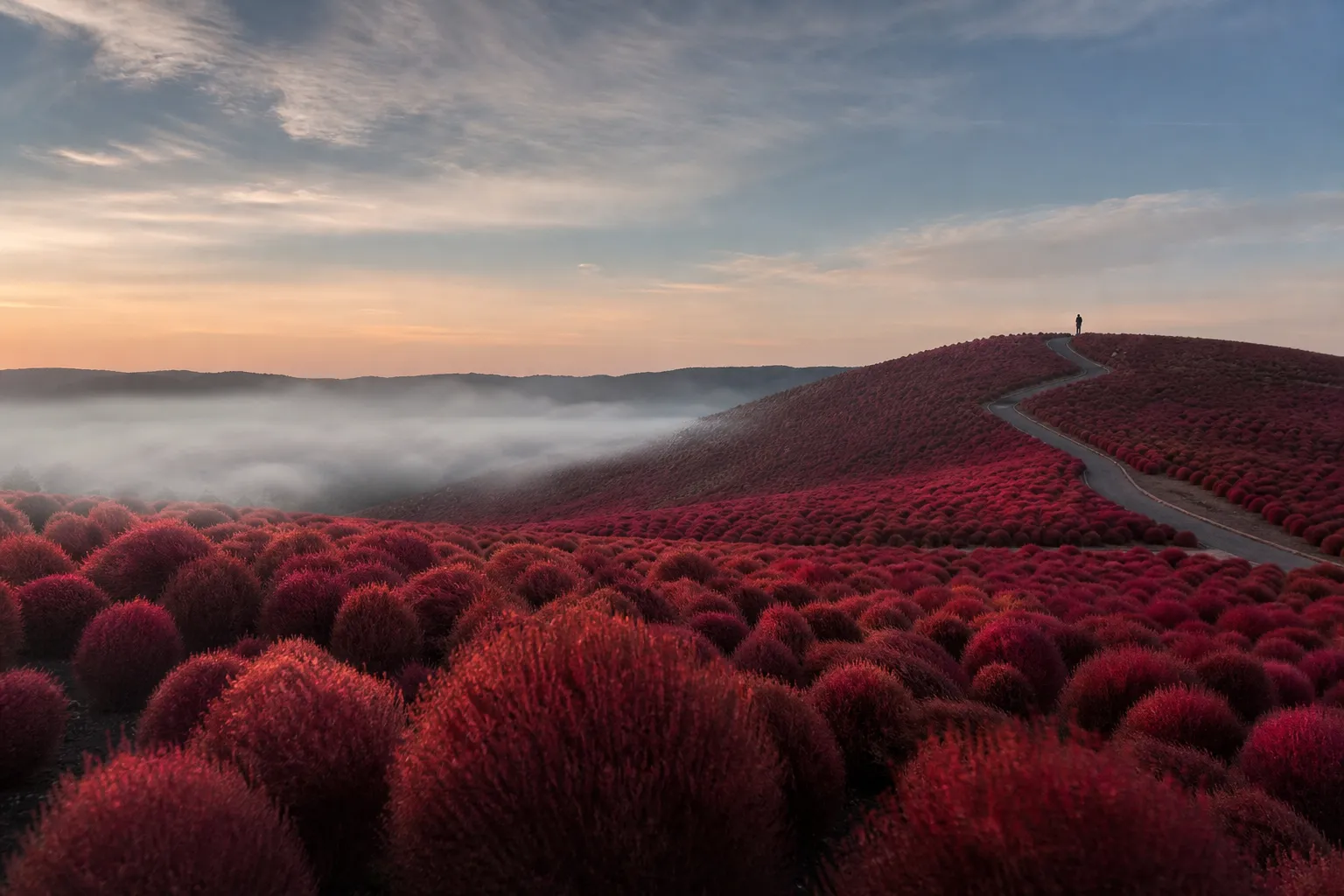 Hitachi Seaside Park