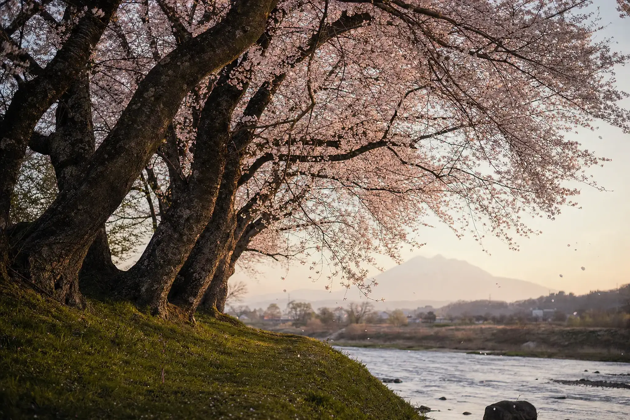 Look for the Sanren Sakura. It is known as the