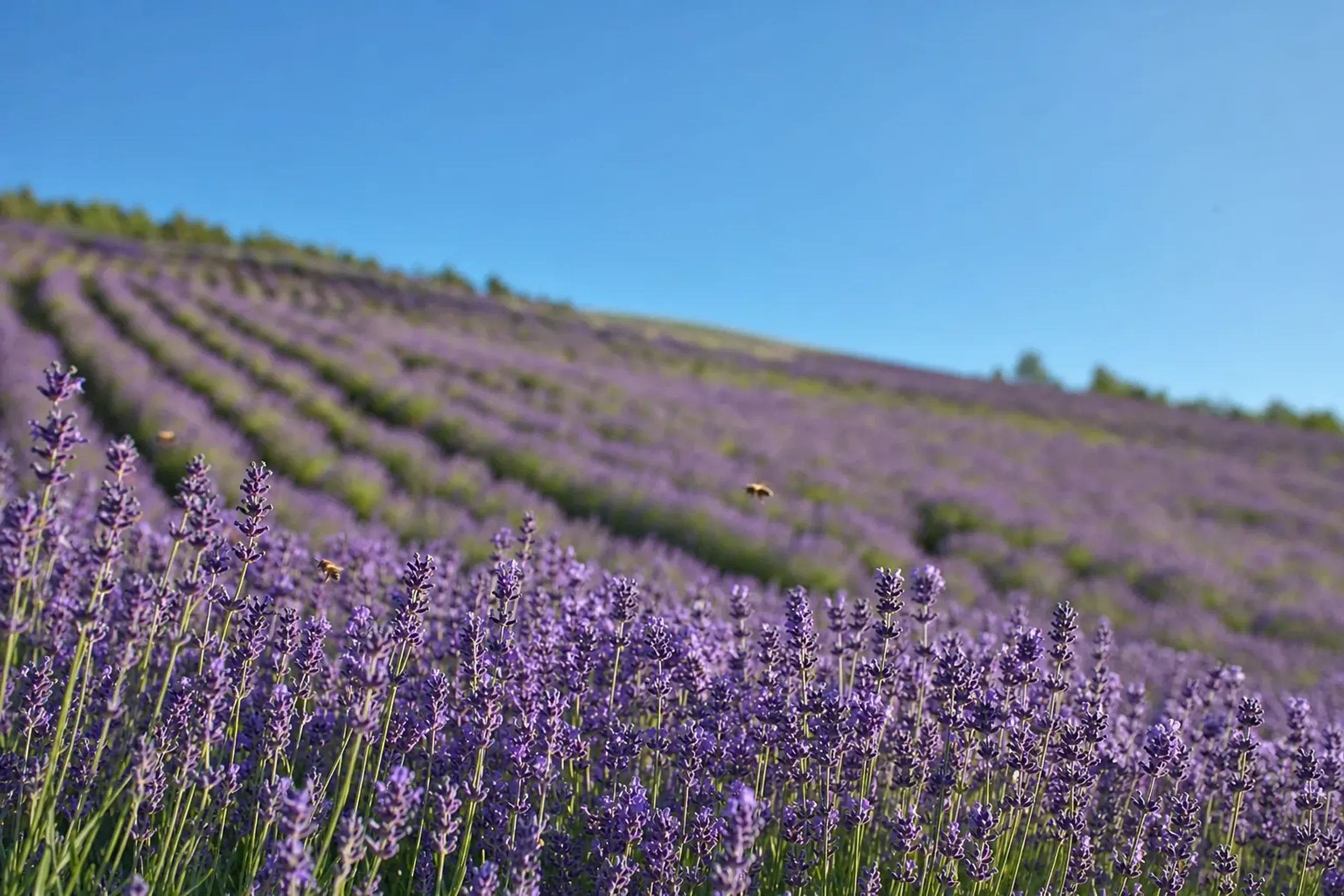 Vast purple lavender fields rolling over hills in Hokkaido