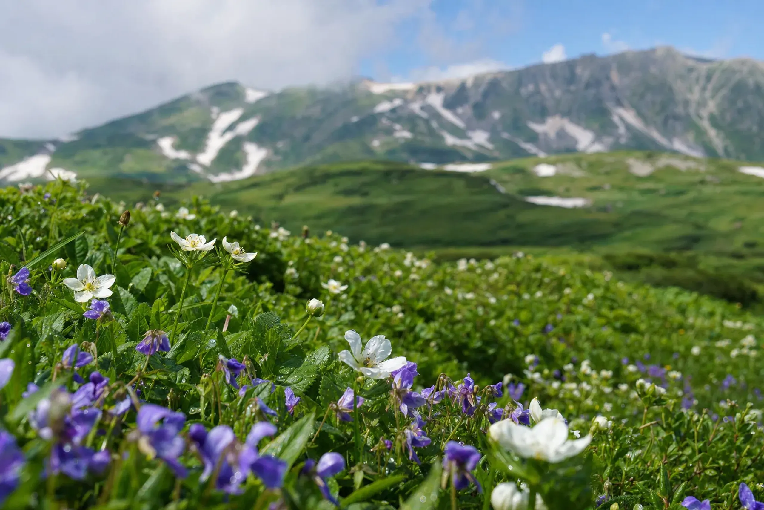 alpine wildflowers blooming across the green Tateyama plateau in high summer along the Alpine Route