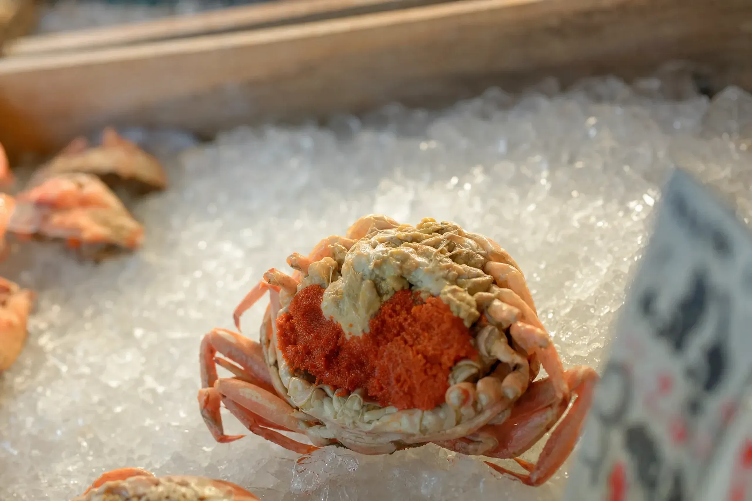 a small female snow crab (kobako-gani) displayed on crushed ice at a Kanazawa market stall