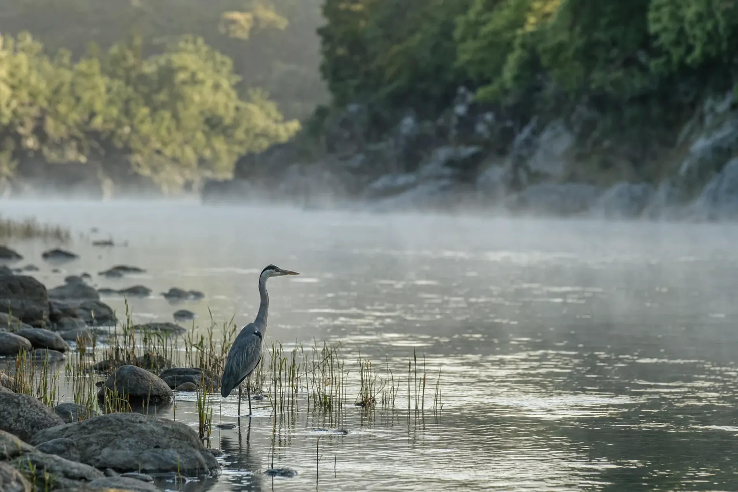 a heron standing motionless among low reeds and current-polished stones along the shore of the Hozugawa River in Arashiyama
