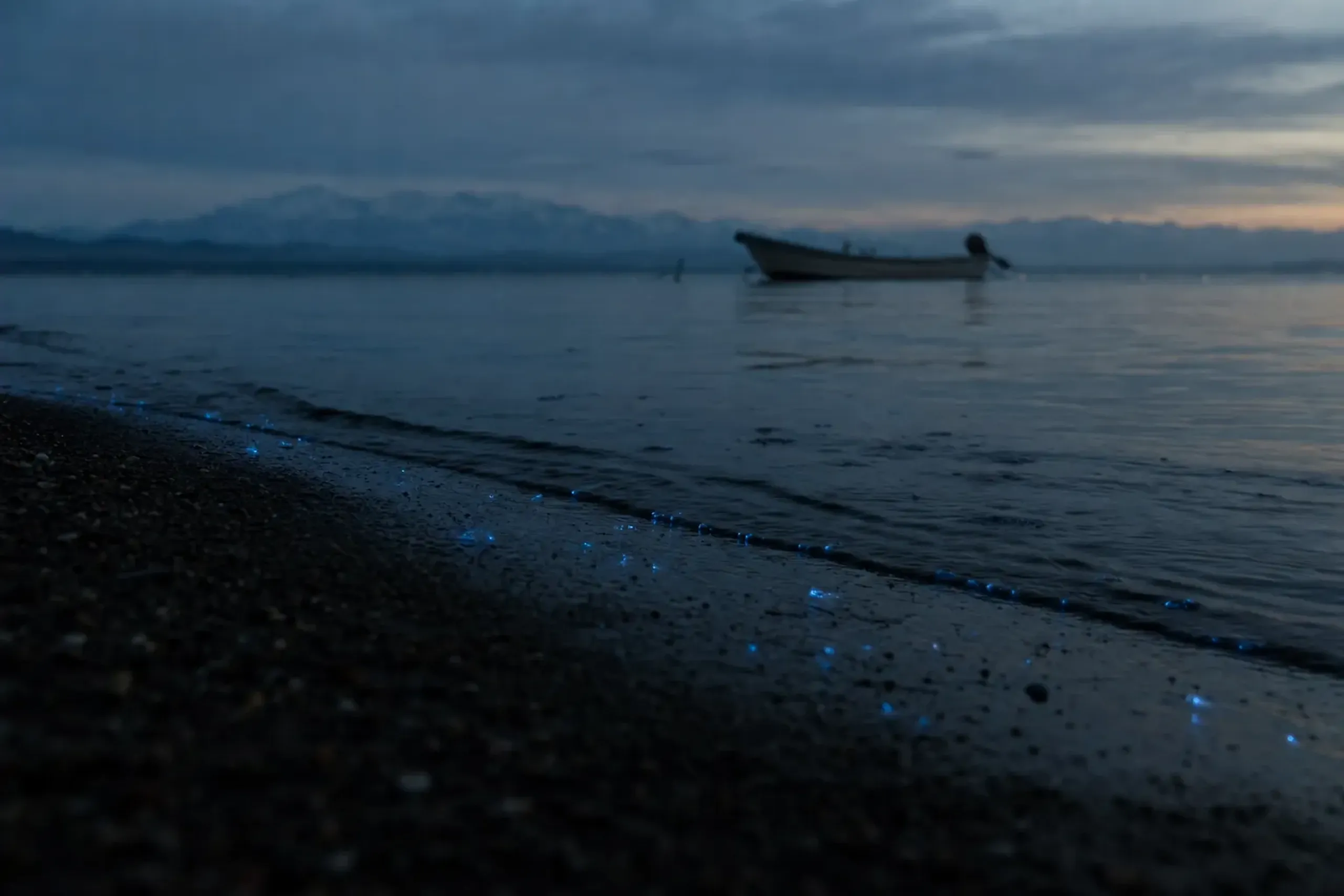 Firefly squid are not a staged show. Treating them like