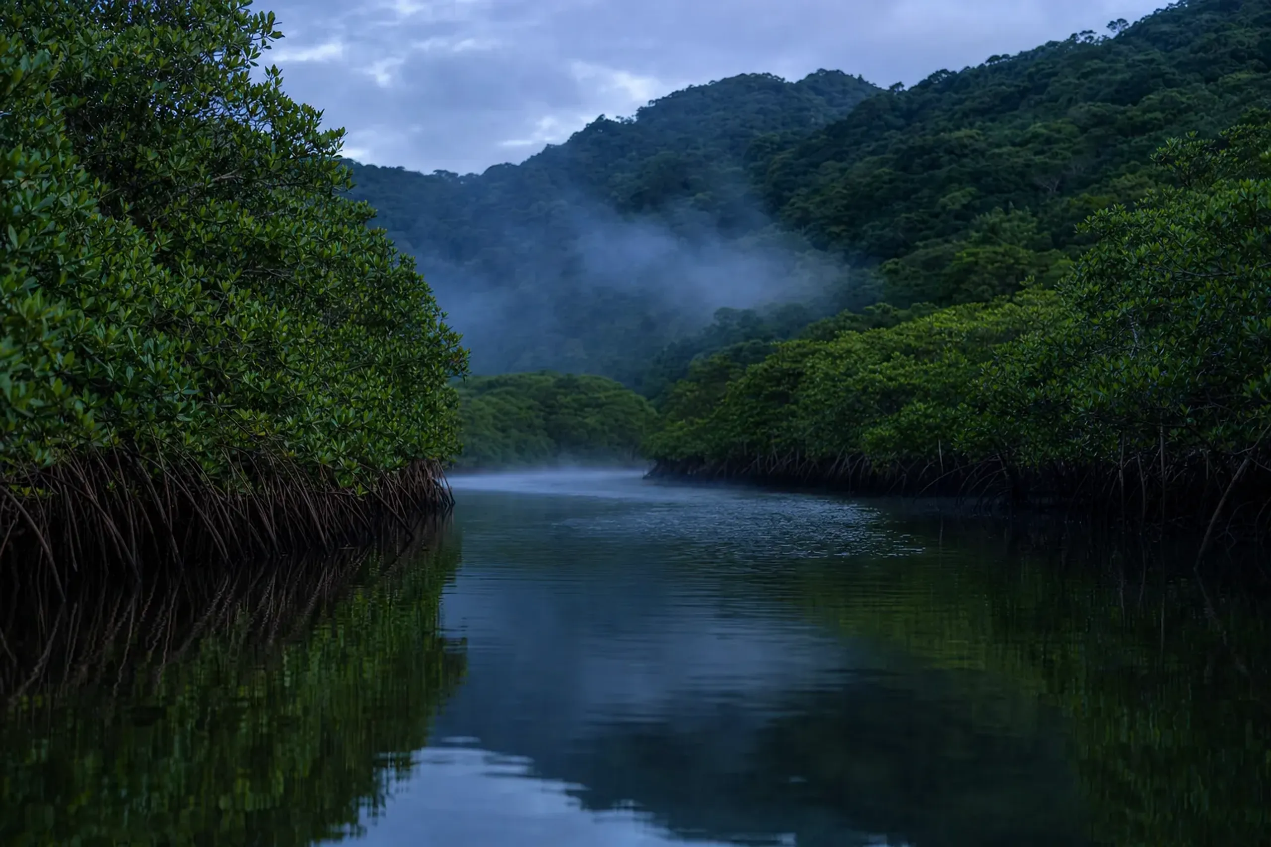 brackish tidal mangrove channels winding through dense subtropical rainforest on Iriomote Island, Okinawa