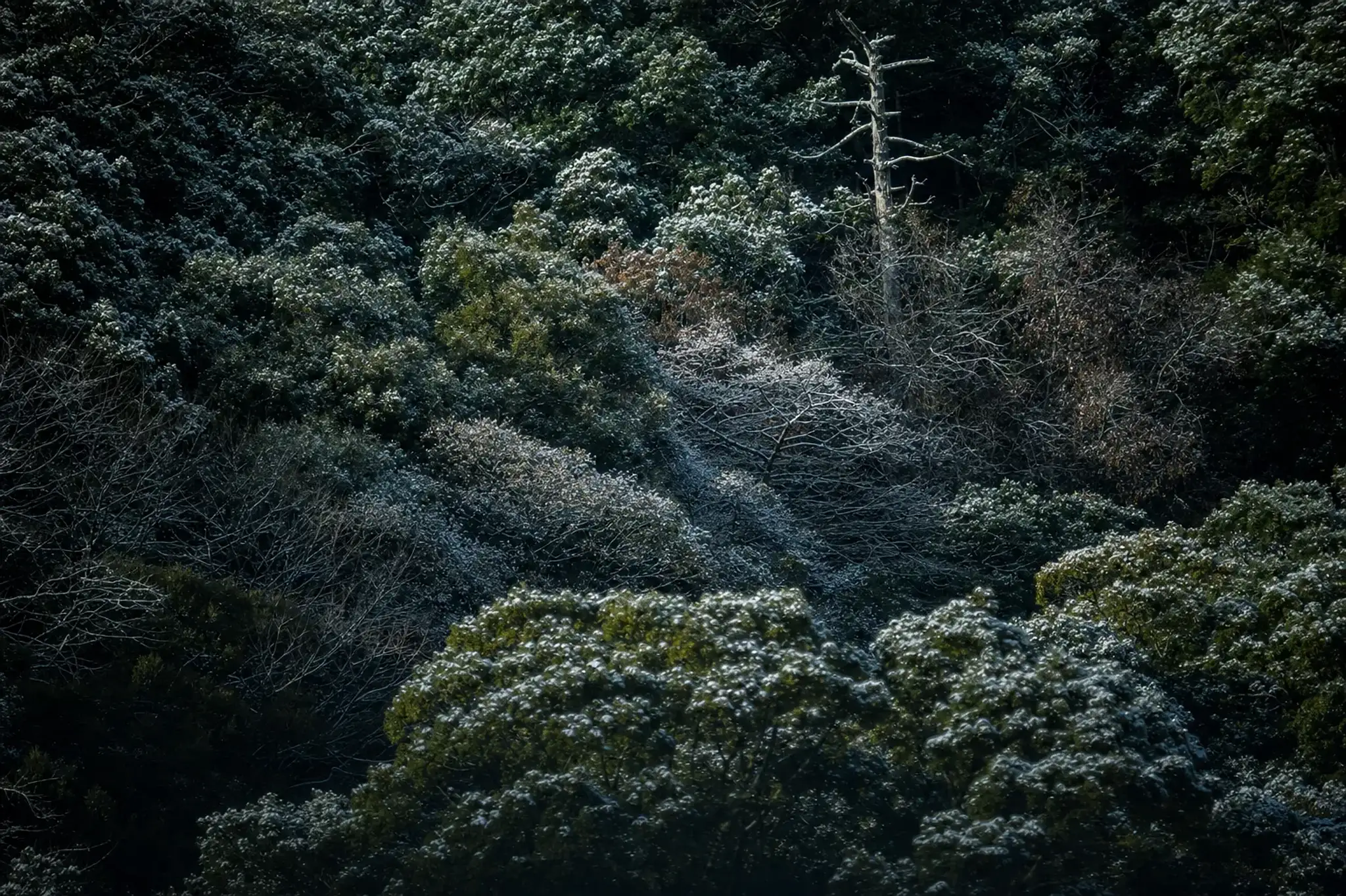 faint eyeshine flickering in the dark undergrowth of Iriomote's rainforest edge at night