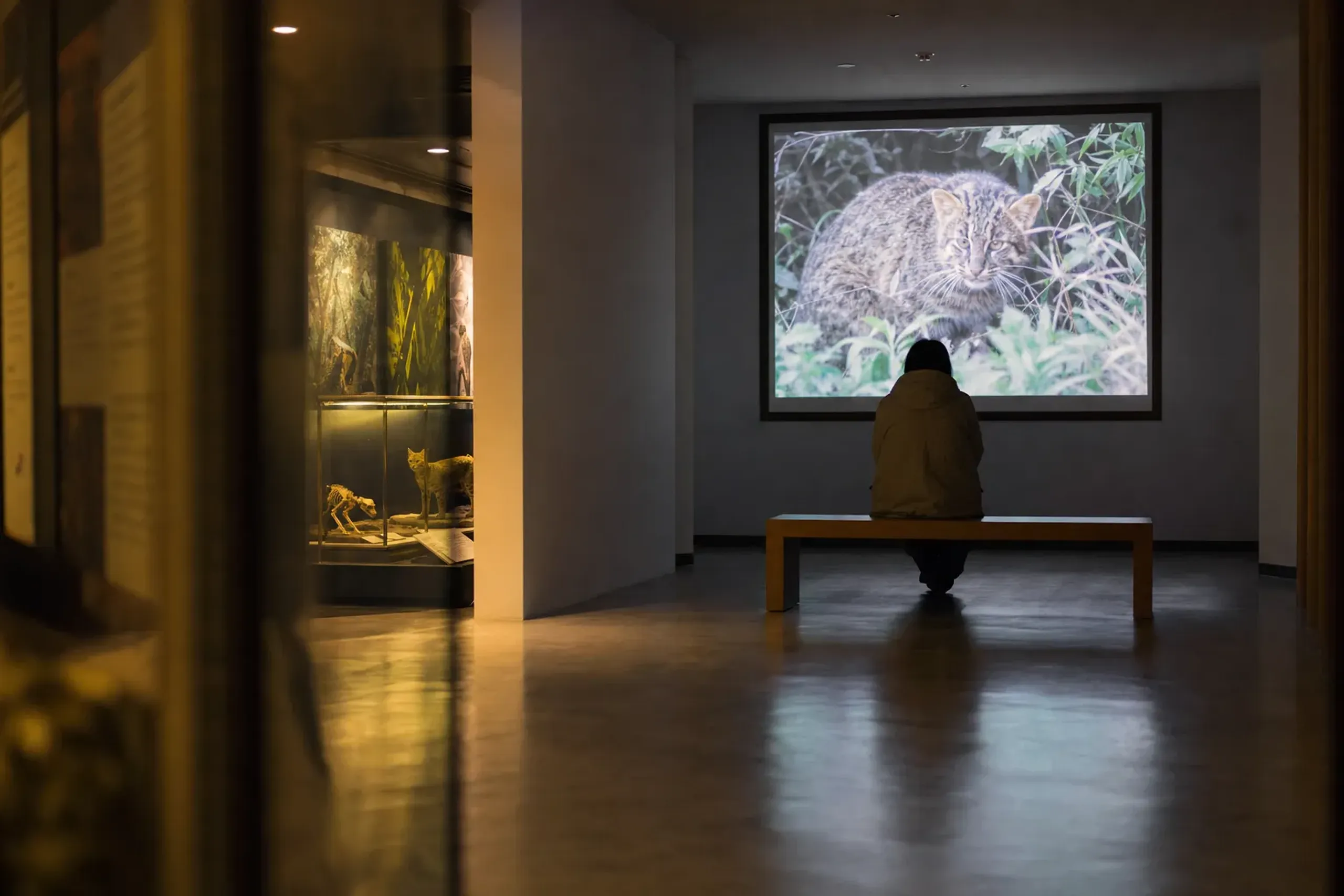 an interpretive display and documentary screening area inside the Iriomote Wildlife Conservation Center