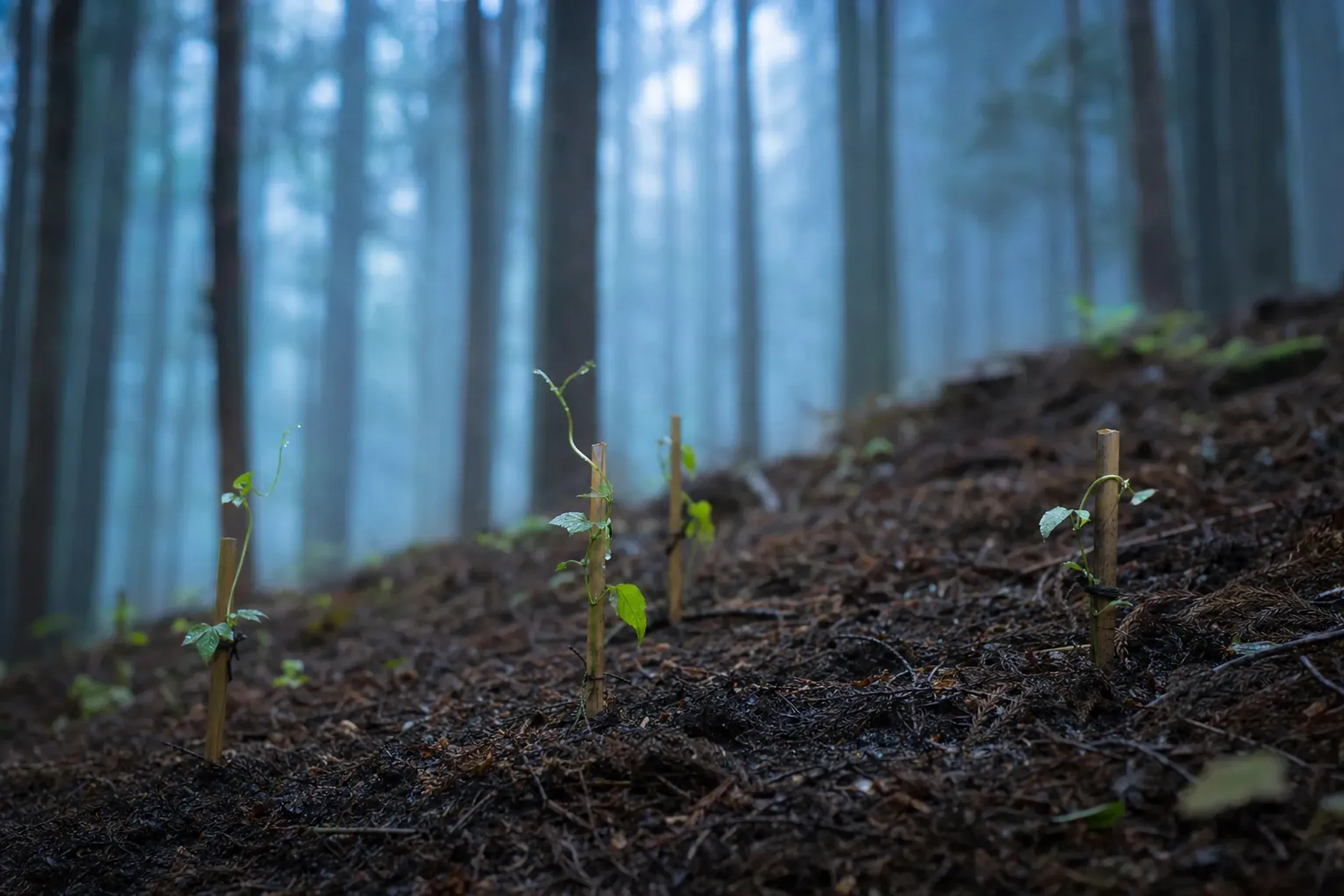 young shirakuchikazura vine seedlings planted on the forested mountain slopes surrounding the Iya Valley