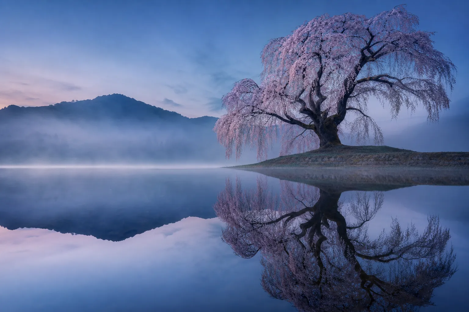 How to See Japan's 2026 Cherry Blossoms (Without the Crowds)
