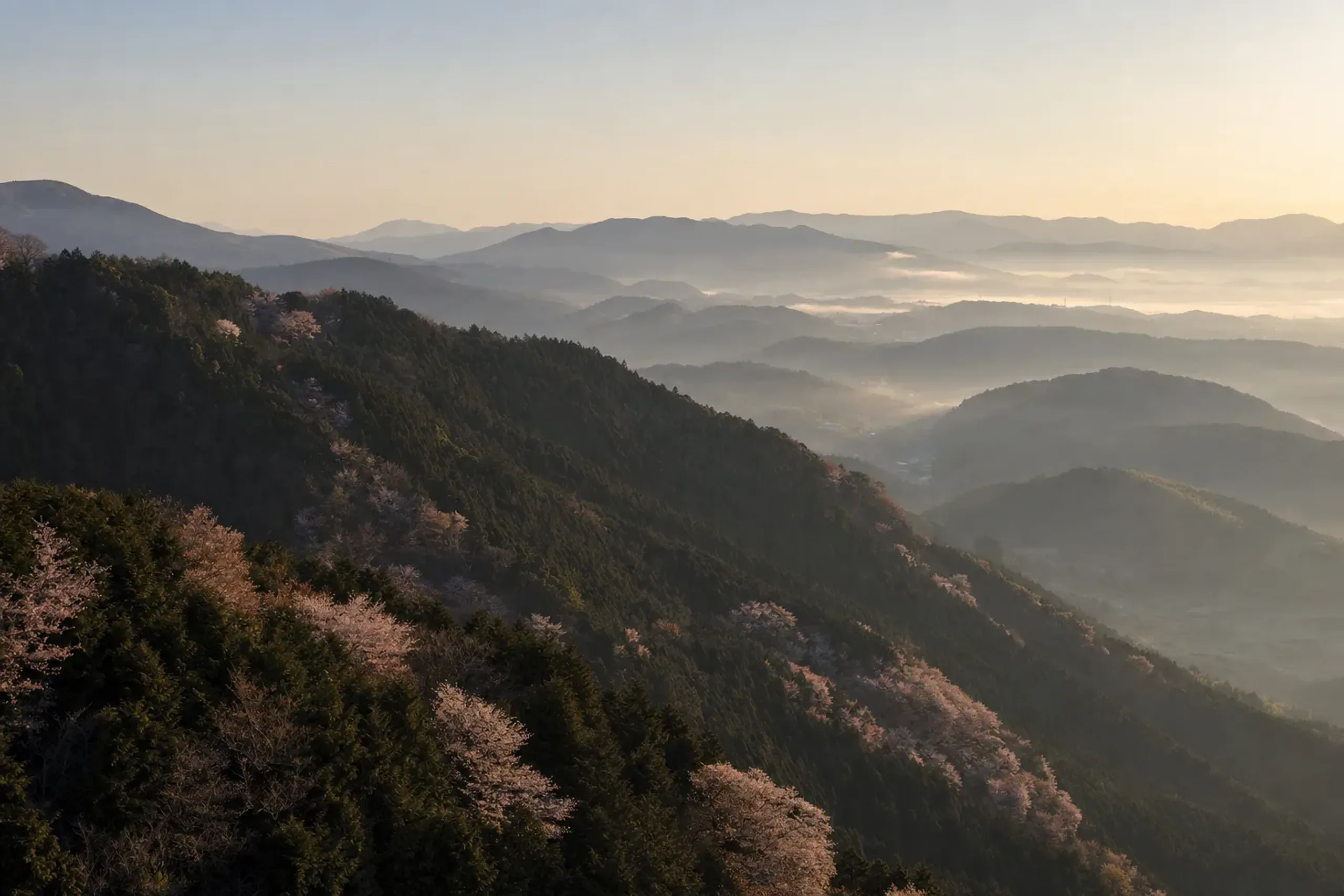 the cherry blossom front sweeping north across Japan, wild sakura trees blooming along the forested mountain slopes of Kyushu in late March