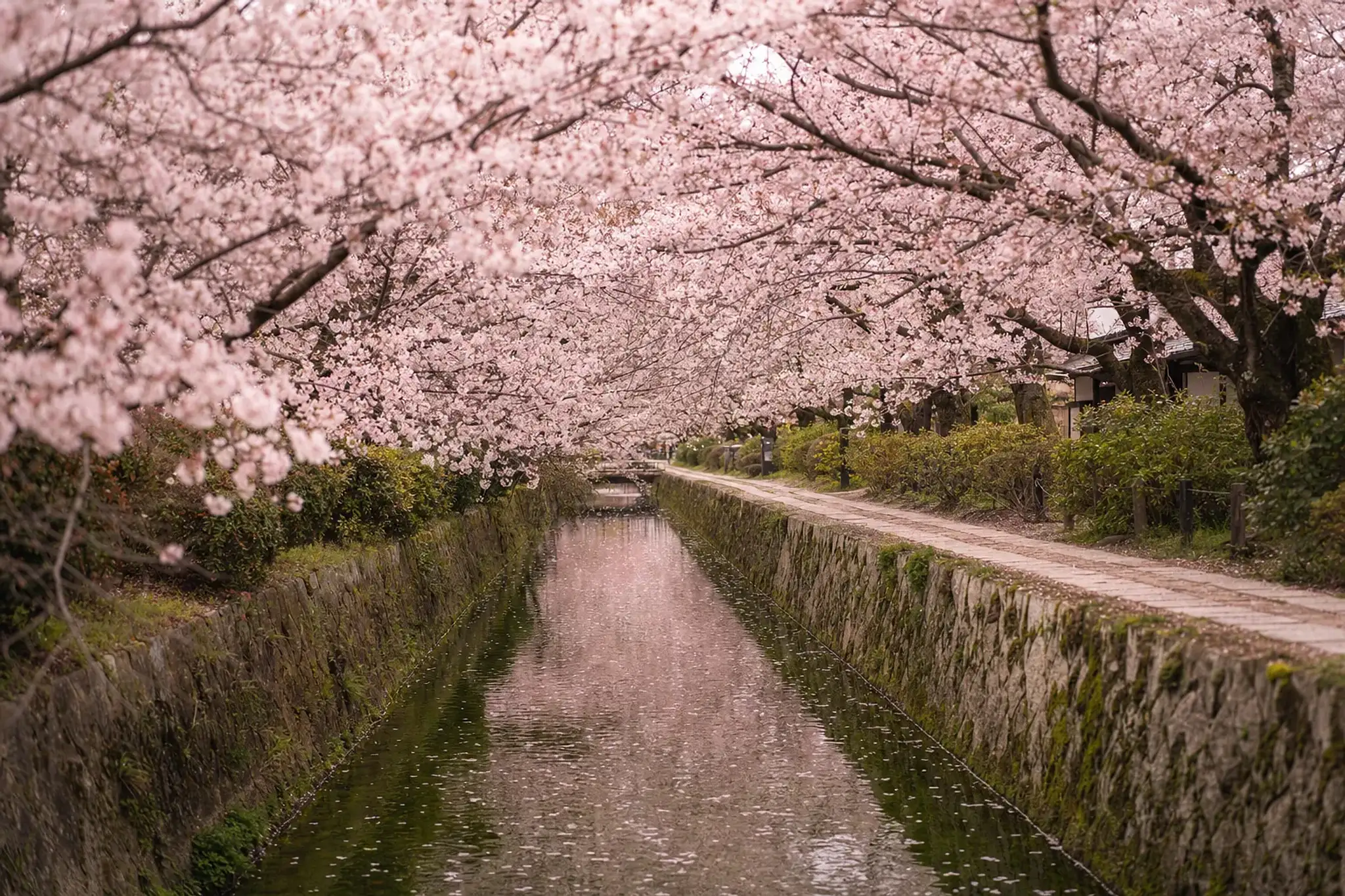 the rows of Philosopher's Path cherry trees in Kyoto in full mankai bloom, canopy densely packed with open pink blossoms over the canal