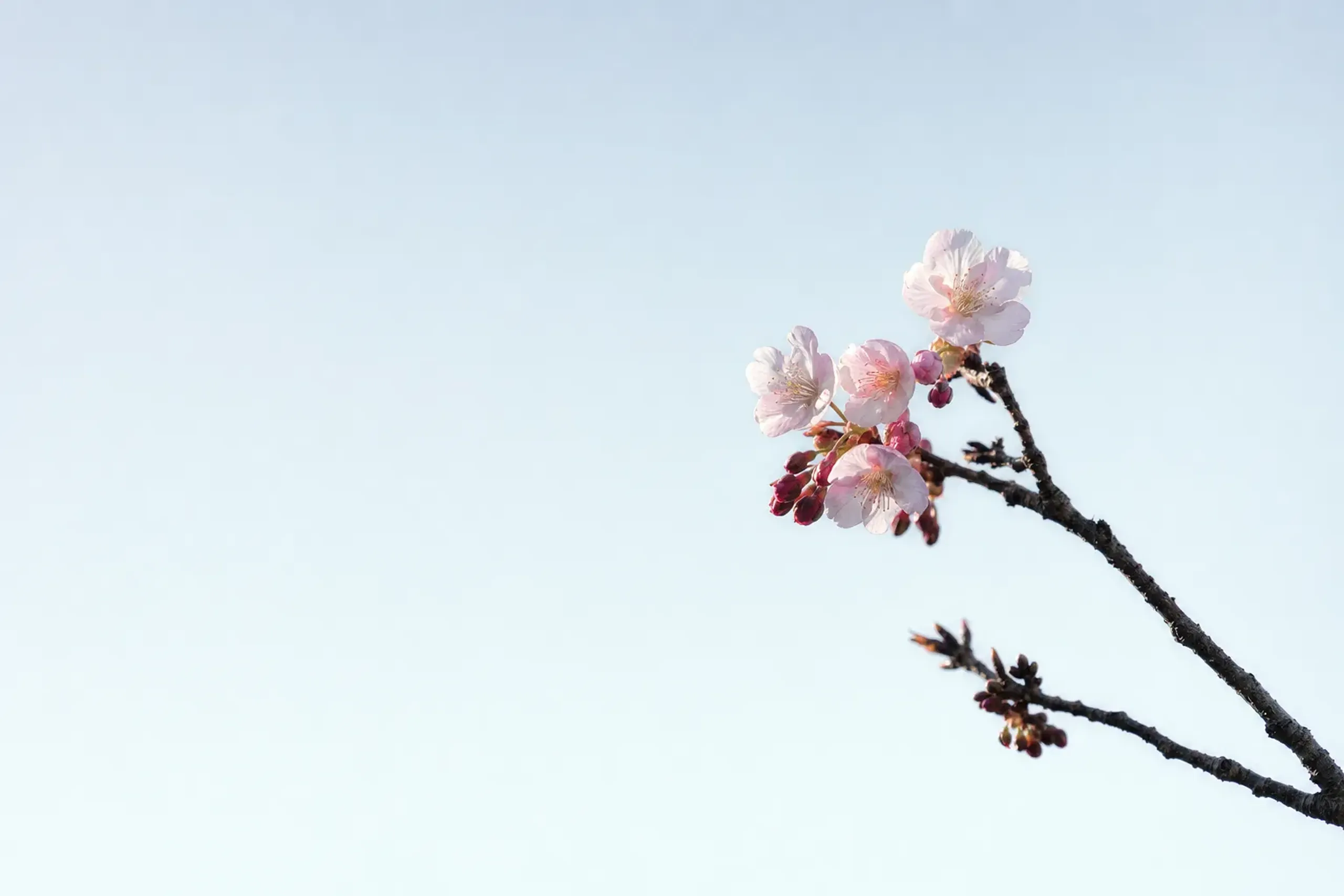 a single sakura branch in first-bloom kaika stage with only a handful of open flowers among unopened buds against bare spring sky