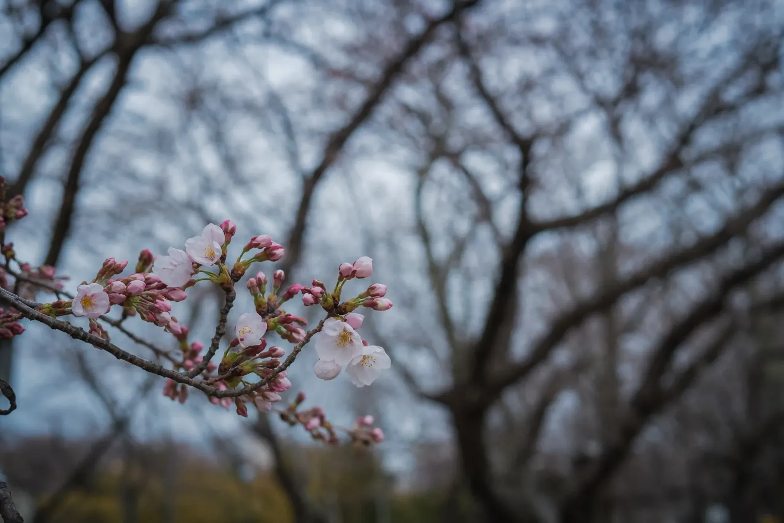 late-blooming cherry trees in Sapporo's Maruyama Park in early May, blossoms opening weeks behind the rest of Japan