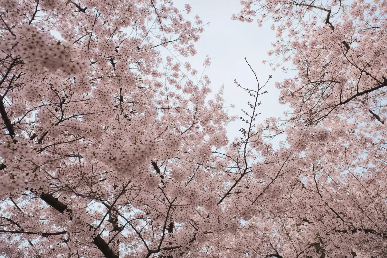 a canopy of full-bloom cherry blossoms at peak, dense clusters of open pink flowers with the first petals beginning to drift onto the ground below