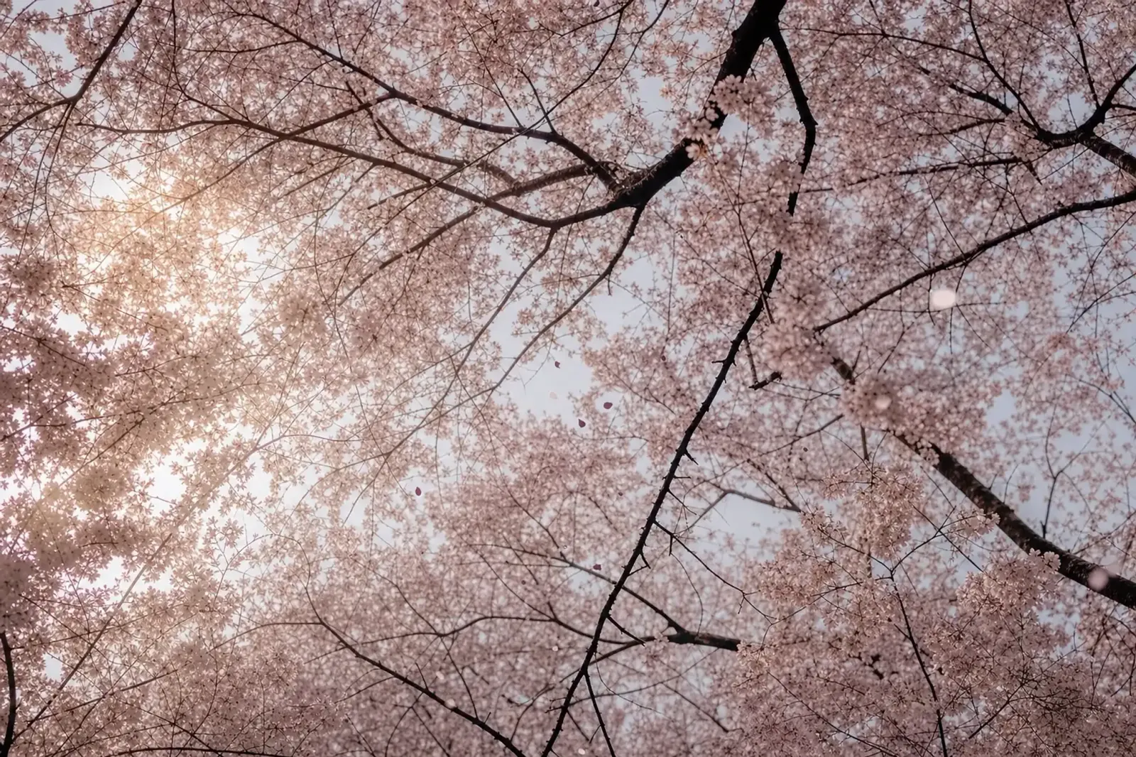Cherry Blossom Timing: What the Forecast Actually Tells You