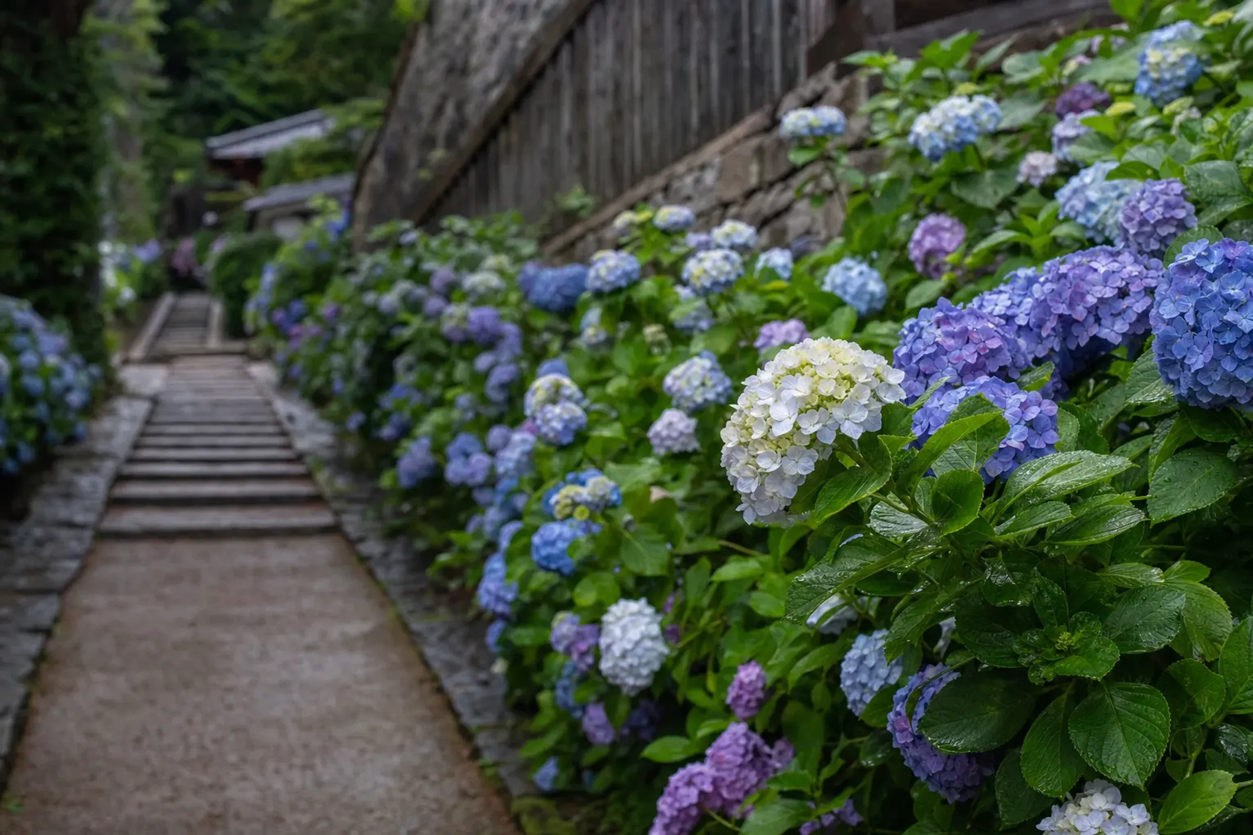hydrangeas at full mass in violet, blue, and white banked against grey stone and damp timber on a Kamakura hillside path in late June