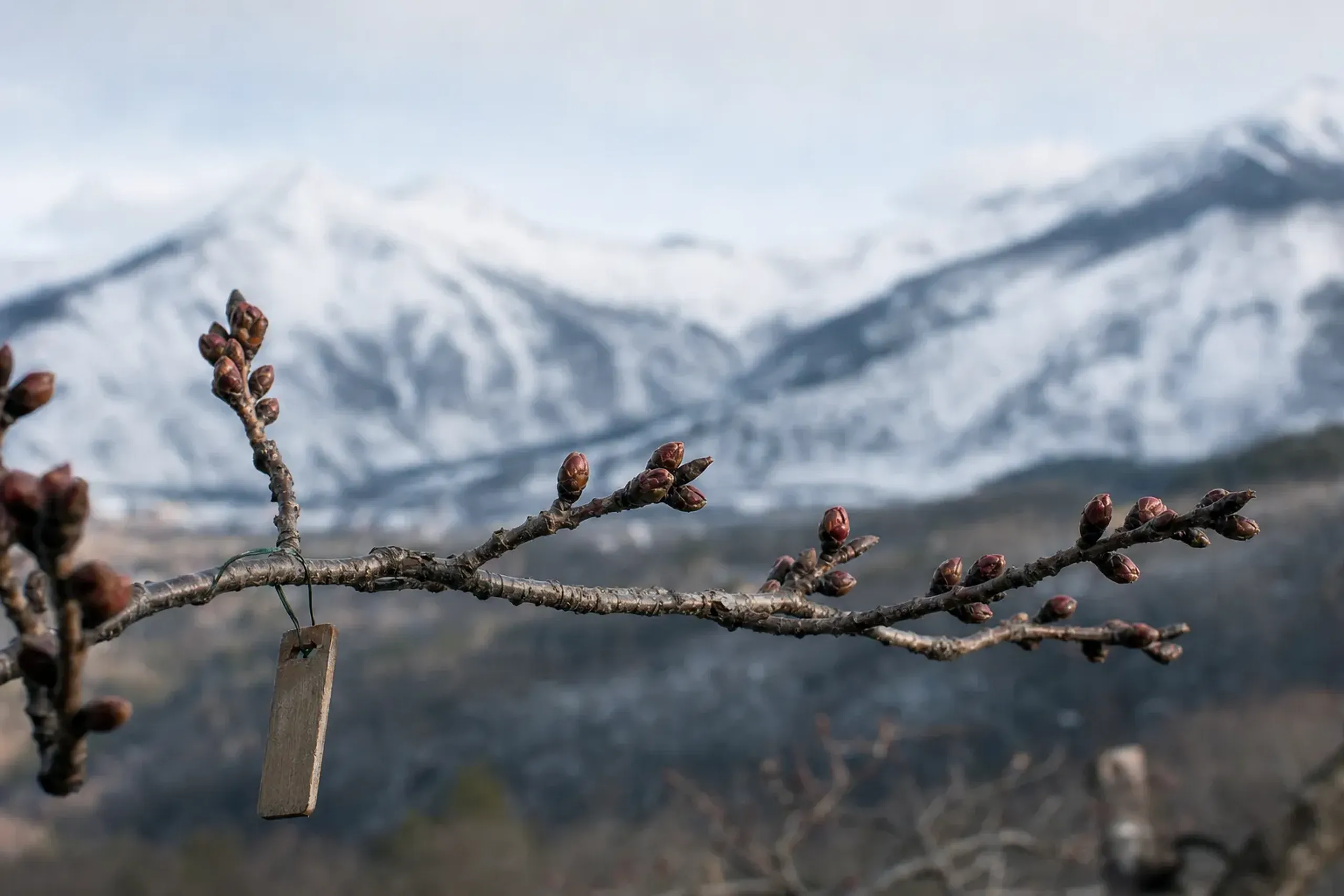 A weather observation station with a cherry tree marked as an official sample specimen, its dormant buds close-up along a bare branch, set against the snowy mountains of Hokkaido