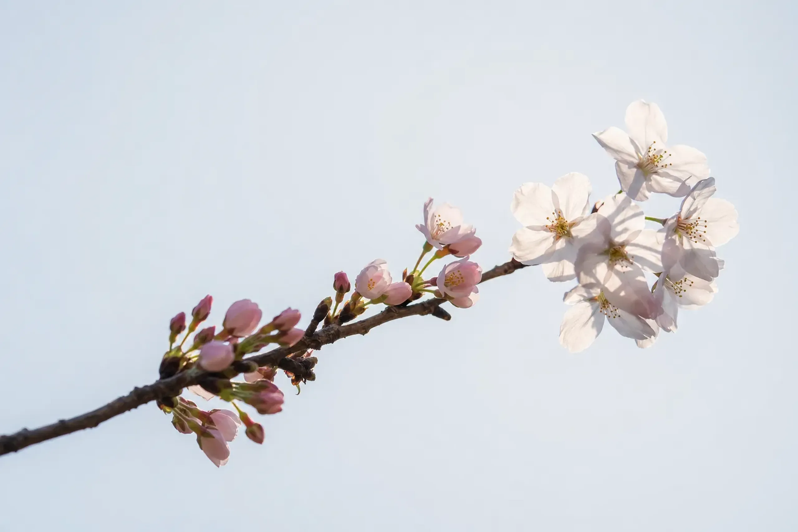 A single somei-yoshino cherry branch showing the transition from tight pink buds to fully opened five-petaled blossoms, backlit against a bright March sky