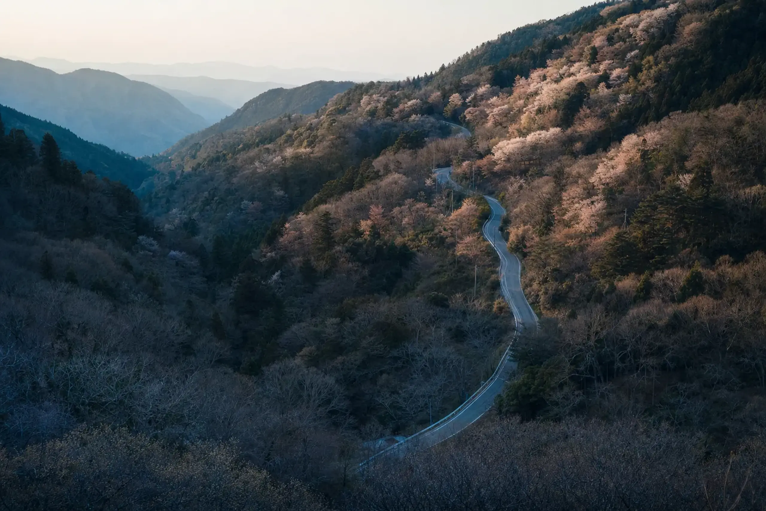 A curving mountain road climbing from the valley floor into higher forested terrain near Kyoto, showing lowland bare trees giving way to still-blooming cherry trees at elevation