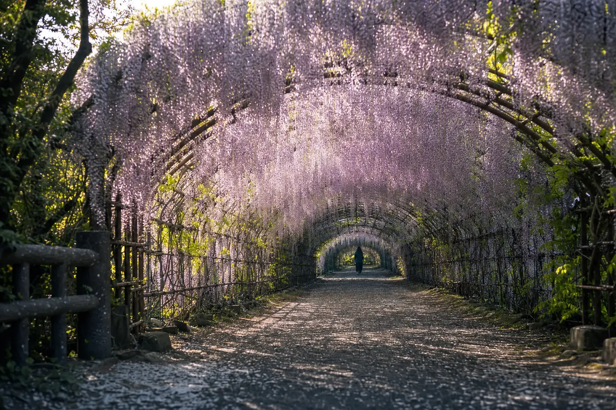 the spring opening period wisteria display at Kawachi Fujien, purpose-built architectural floral tunnels heavy with blossom
