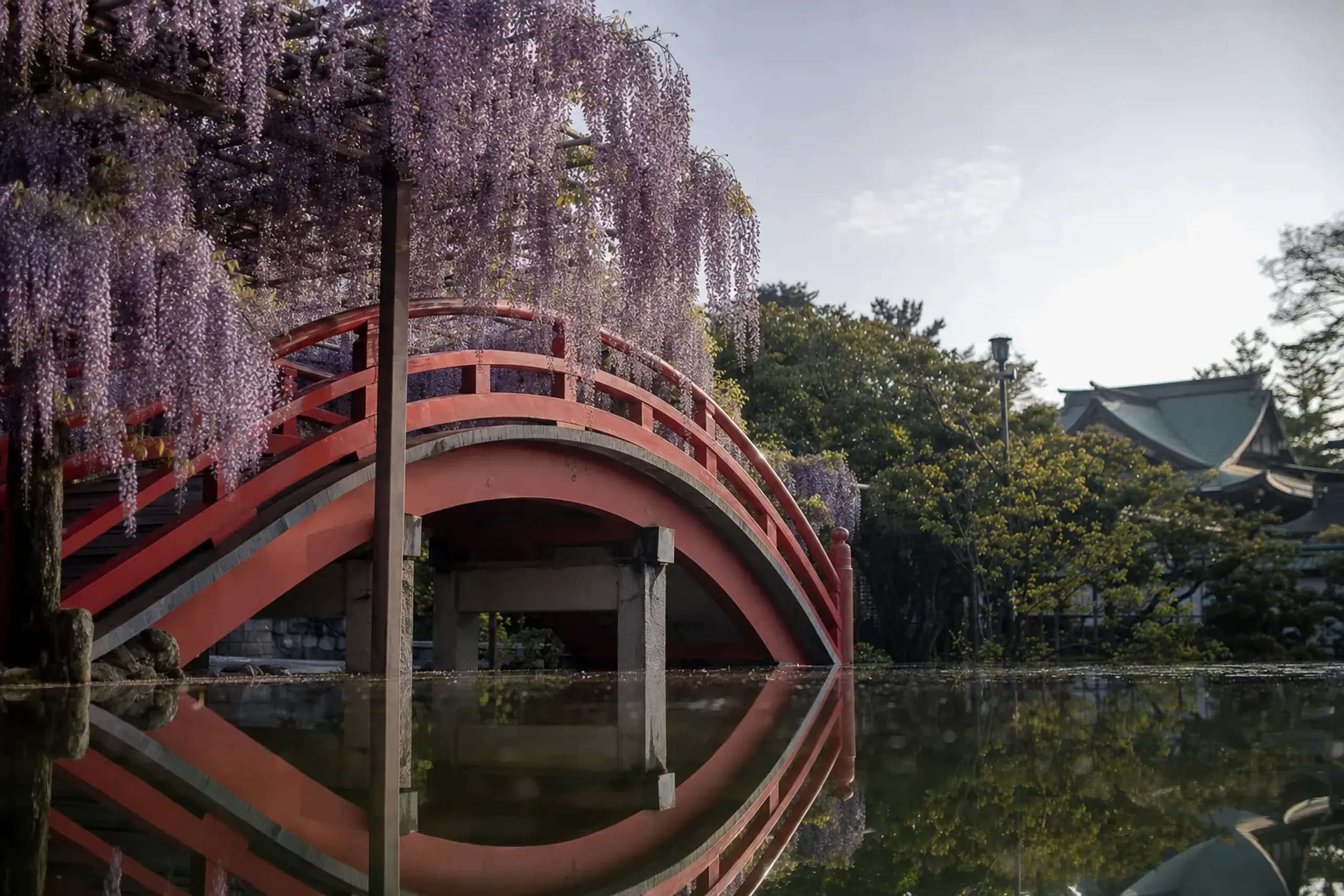 the small wisteria trellis at Kameido Tenjin Shrine in Tokyo, purple blooms reflected over the arched drum bridge and shrine pond