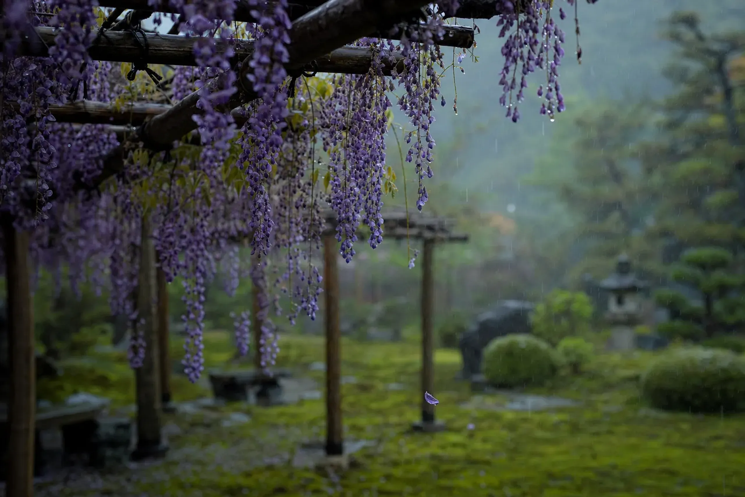 wisteria blossoms in soft rain over a mossy quiet garden, wabi-sabi spring scene with drifting petals