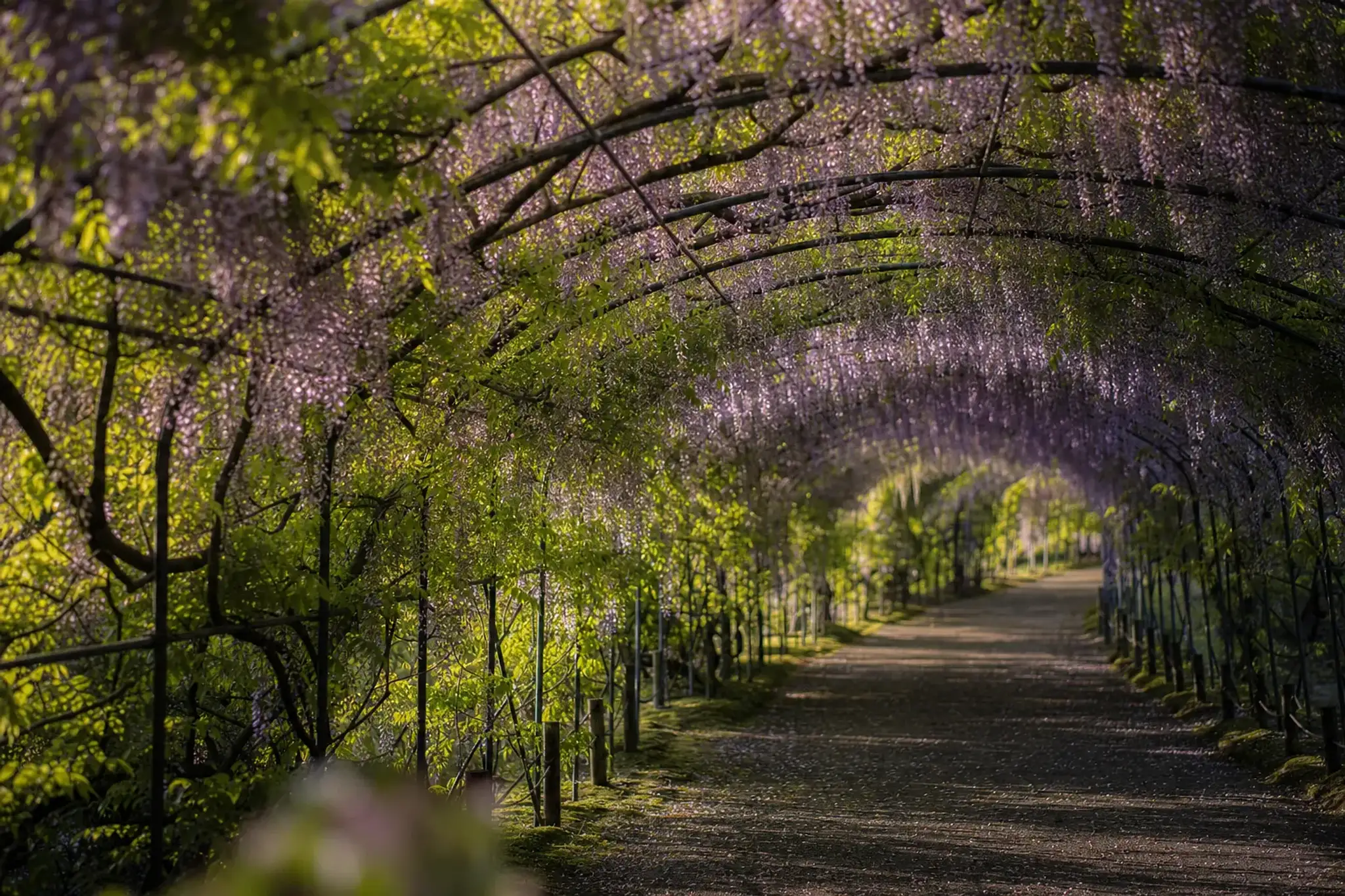 Japan Wisteria Season: Kawachi, Ashikaga, or Tokyo (Kameido)