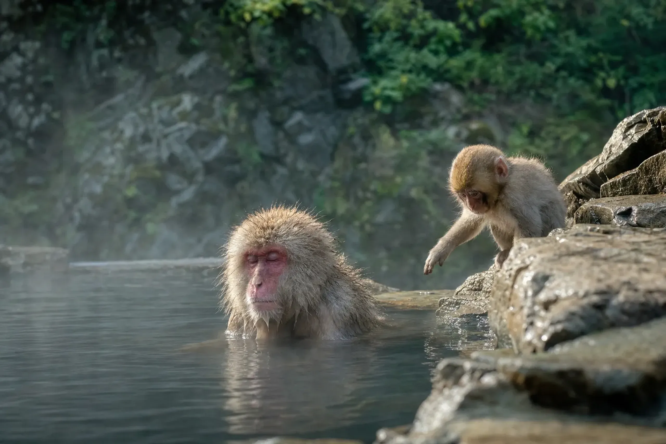 The park explains that the bathing is a learned habit,