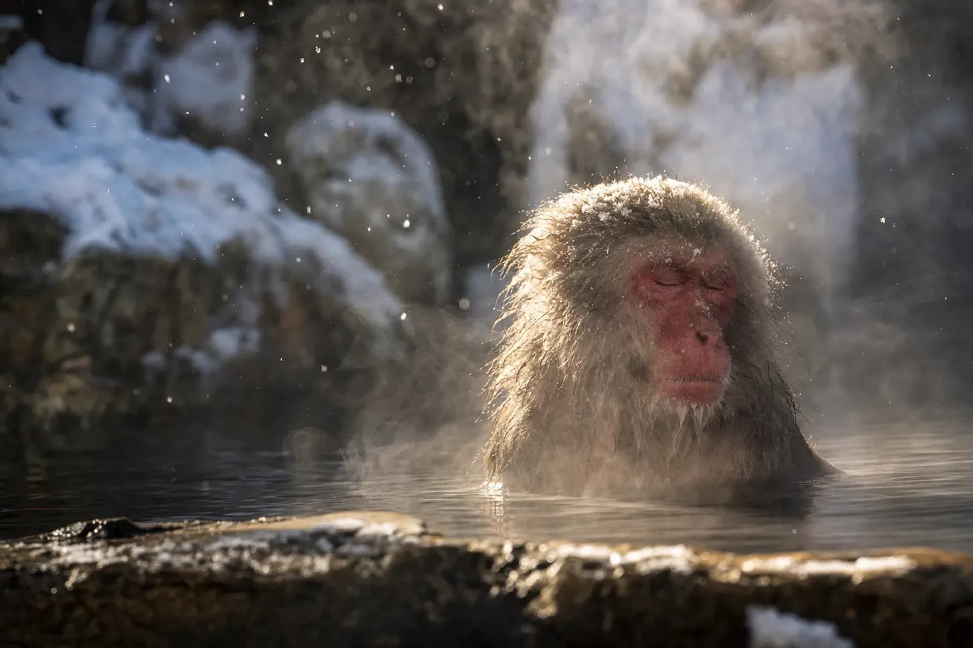 Jigokudani and Shibu Onsen: Snow Monkeys and a Bath Town