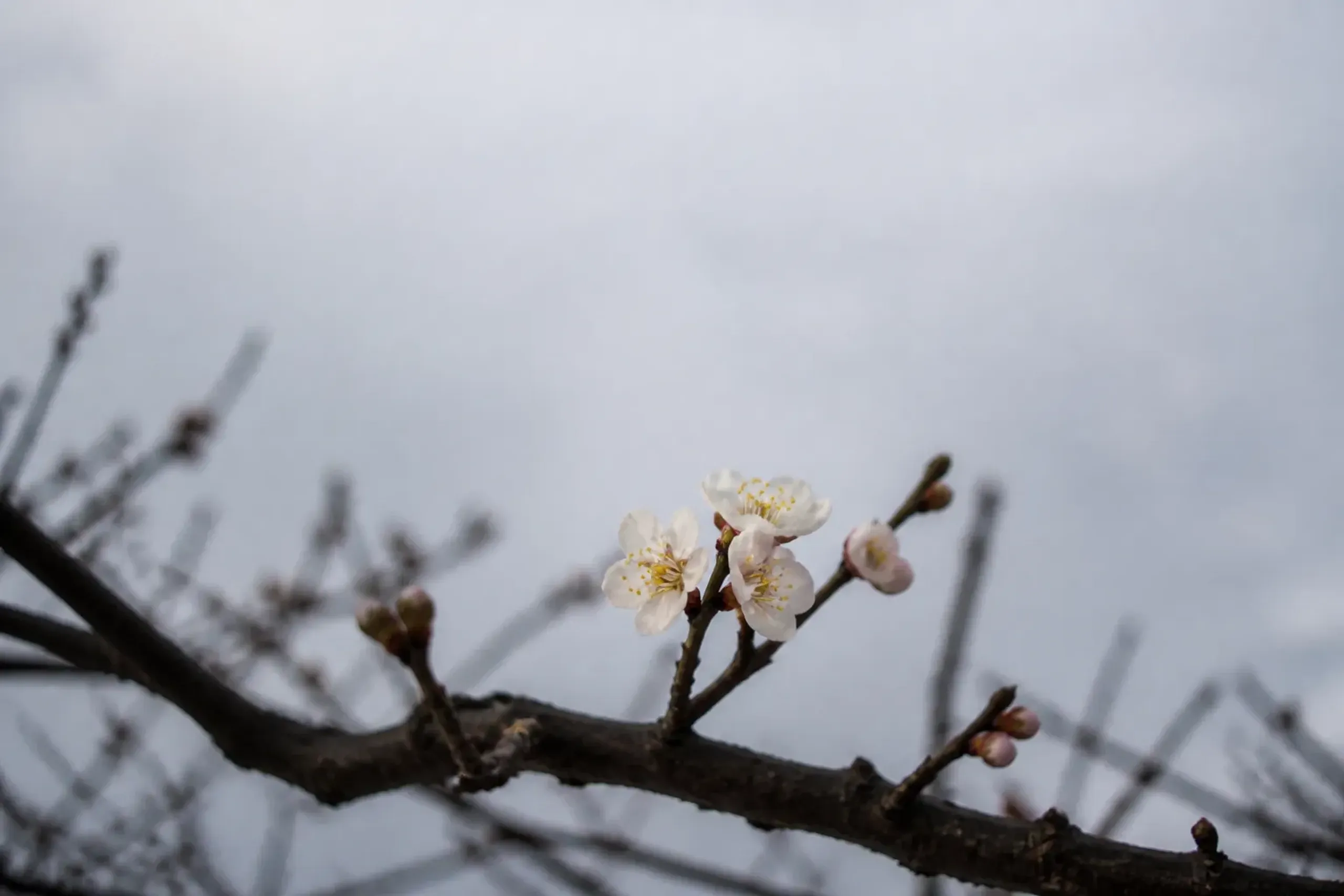 White plum blossoms opening on bare branches at Kairakuen Garden in Mito during February