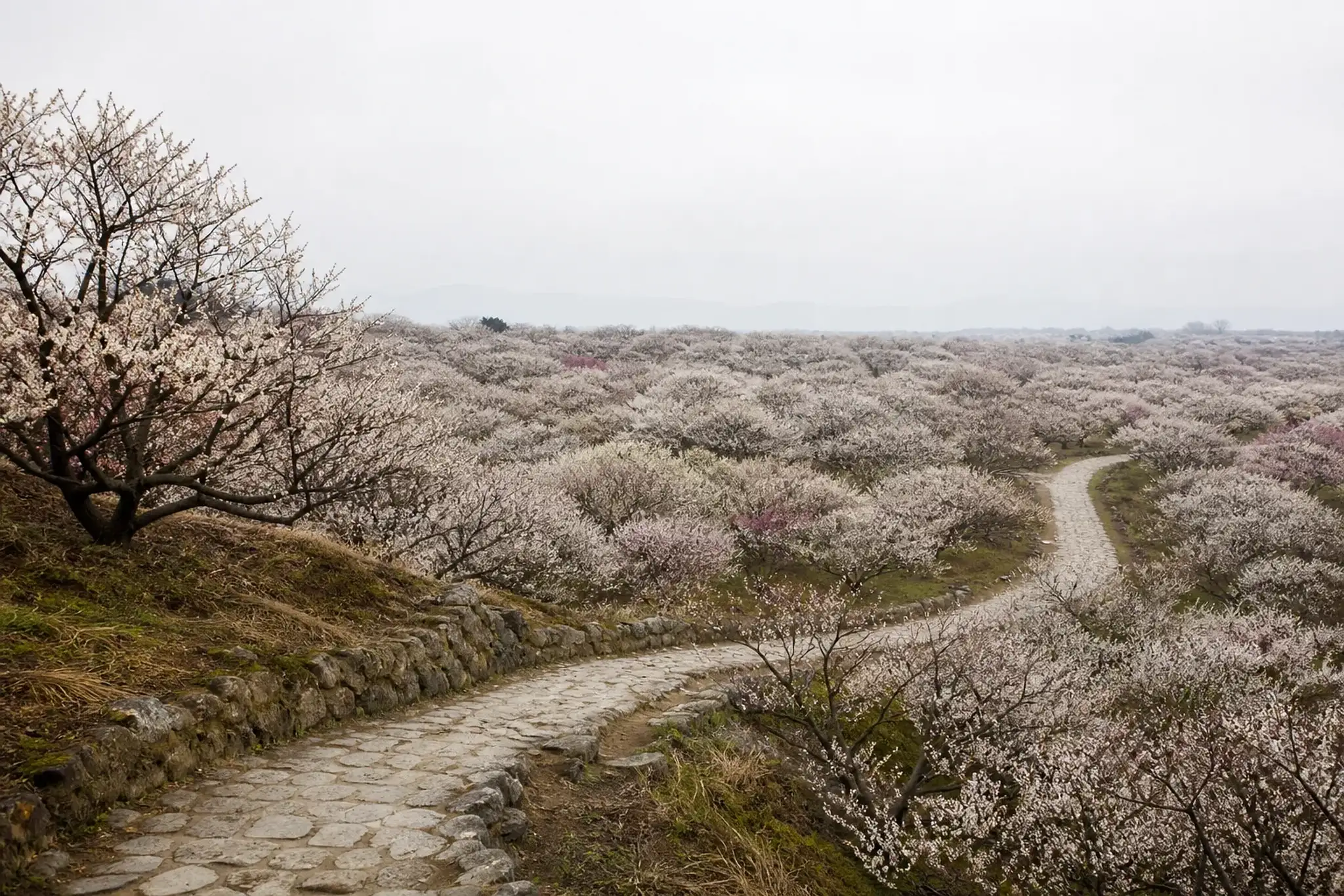 Wide view of plum trees in bloom across the groves of Kairakuen Garden in Mito