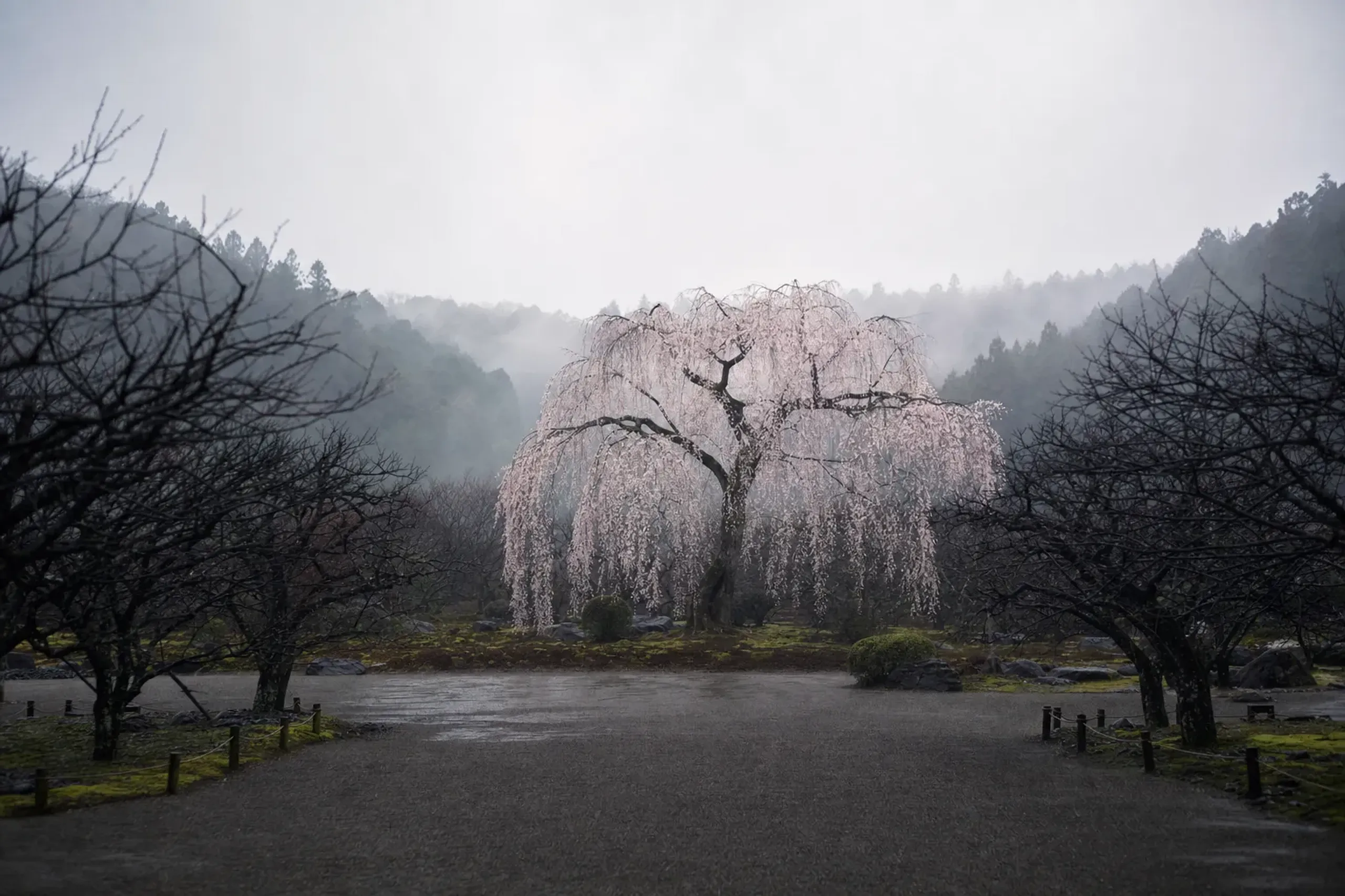 A distinctive blooming plum tree standing out among the plum grove at Kairakuen in Mito