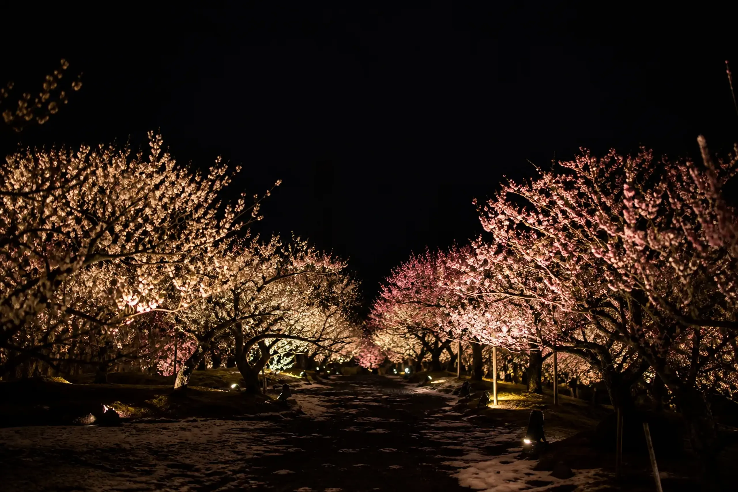 The east and west plum groves of Kairakuen in Mito illuminated at night during UME The Lights, rows of white and pink plum blossoms glowing against the dark winter sky