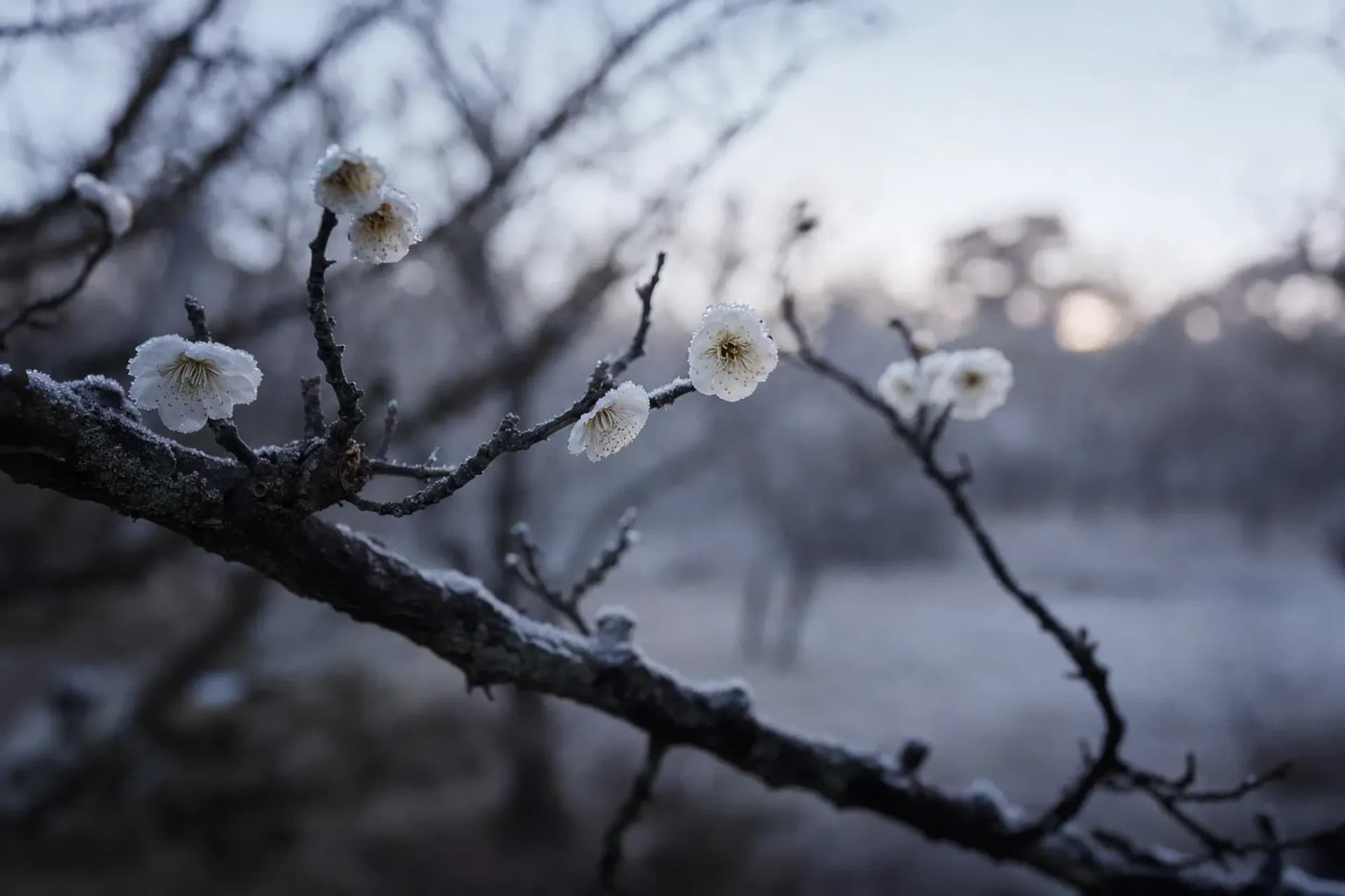 Six Named Trees: Plum Season at Kairakuen