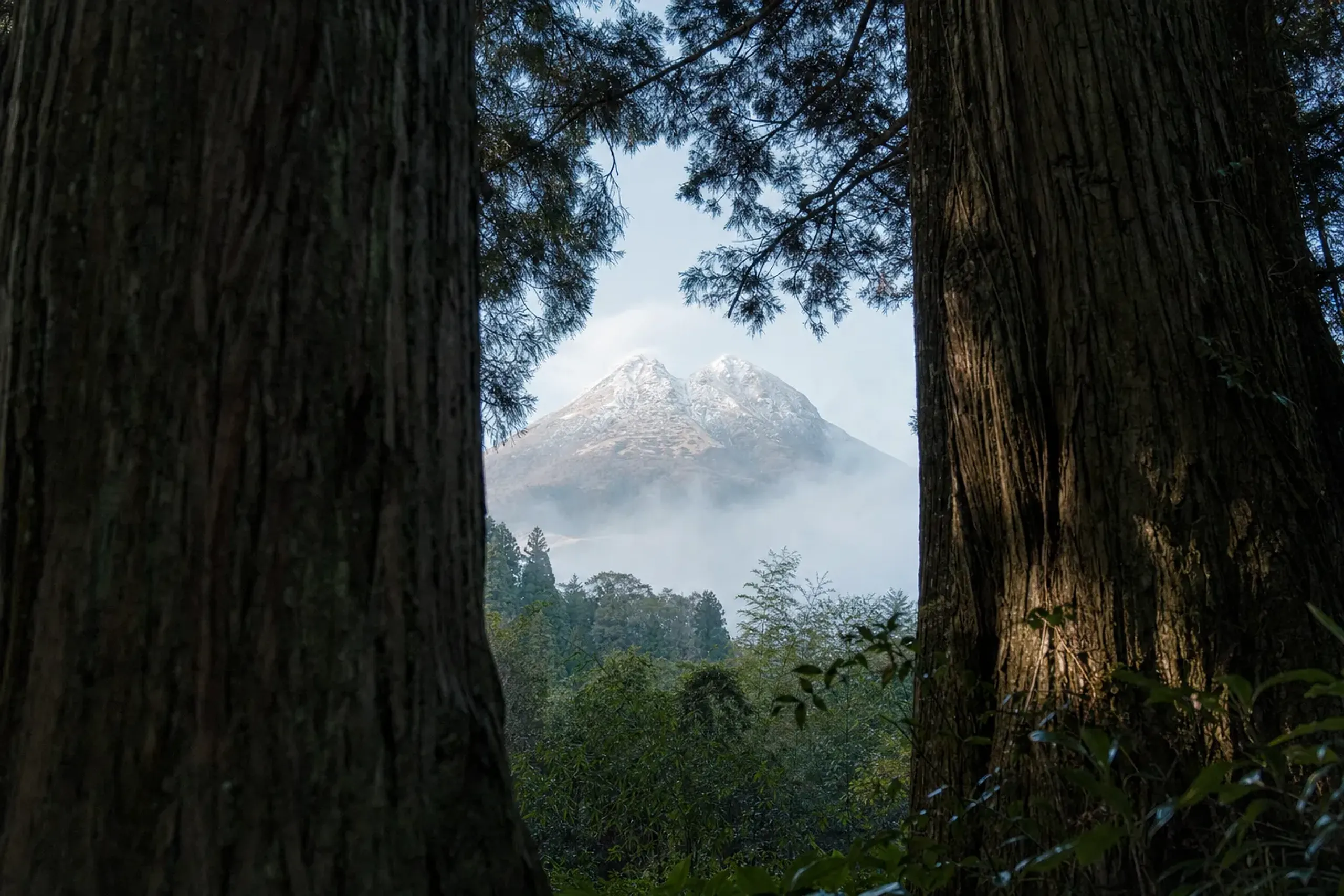 Mount Yufu framed between tall cedar trees on the forested grounds of Kamenoi Besso, its dormant twin summit dusted with snow