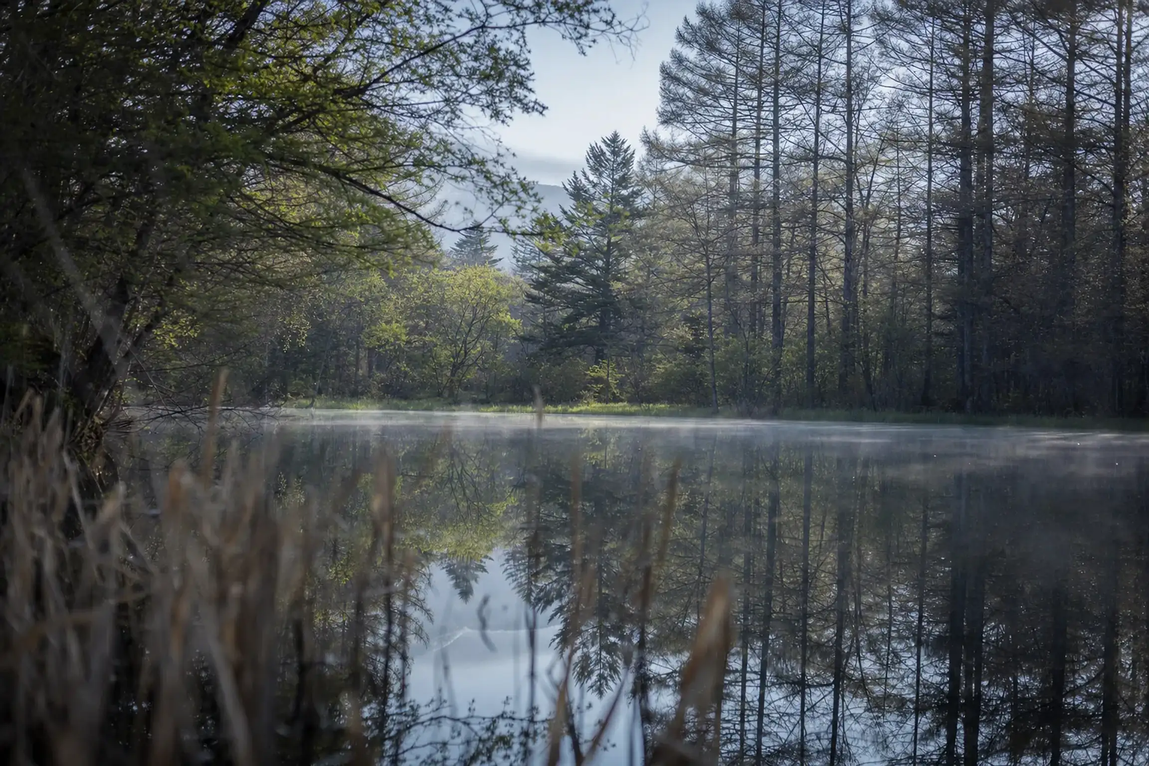Kumoba Pond—often called “Swan Lake”—becomes a simple spring