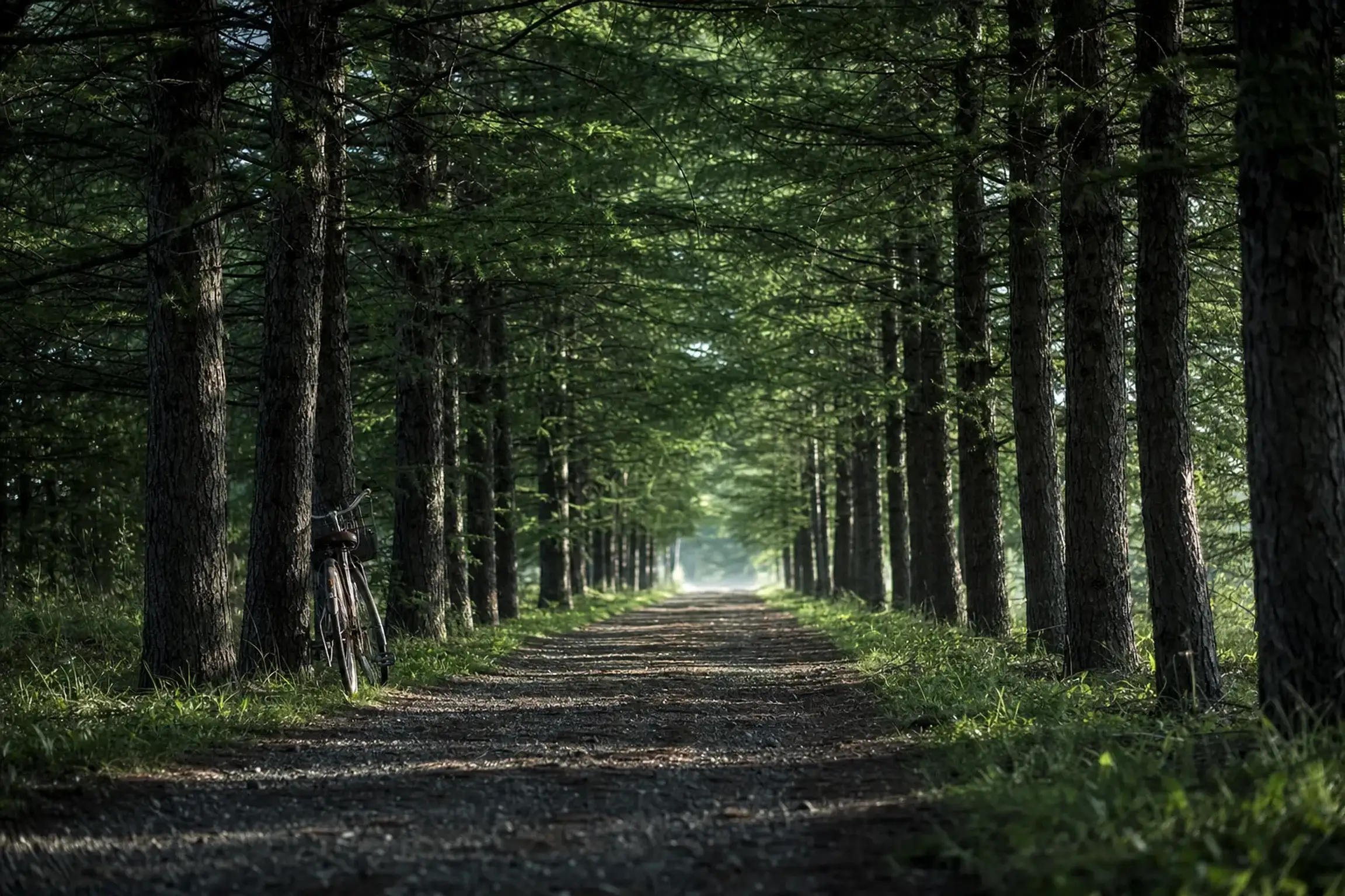 a shaded lane lined with planted larch trees in the engineered forest of Karuizawa