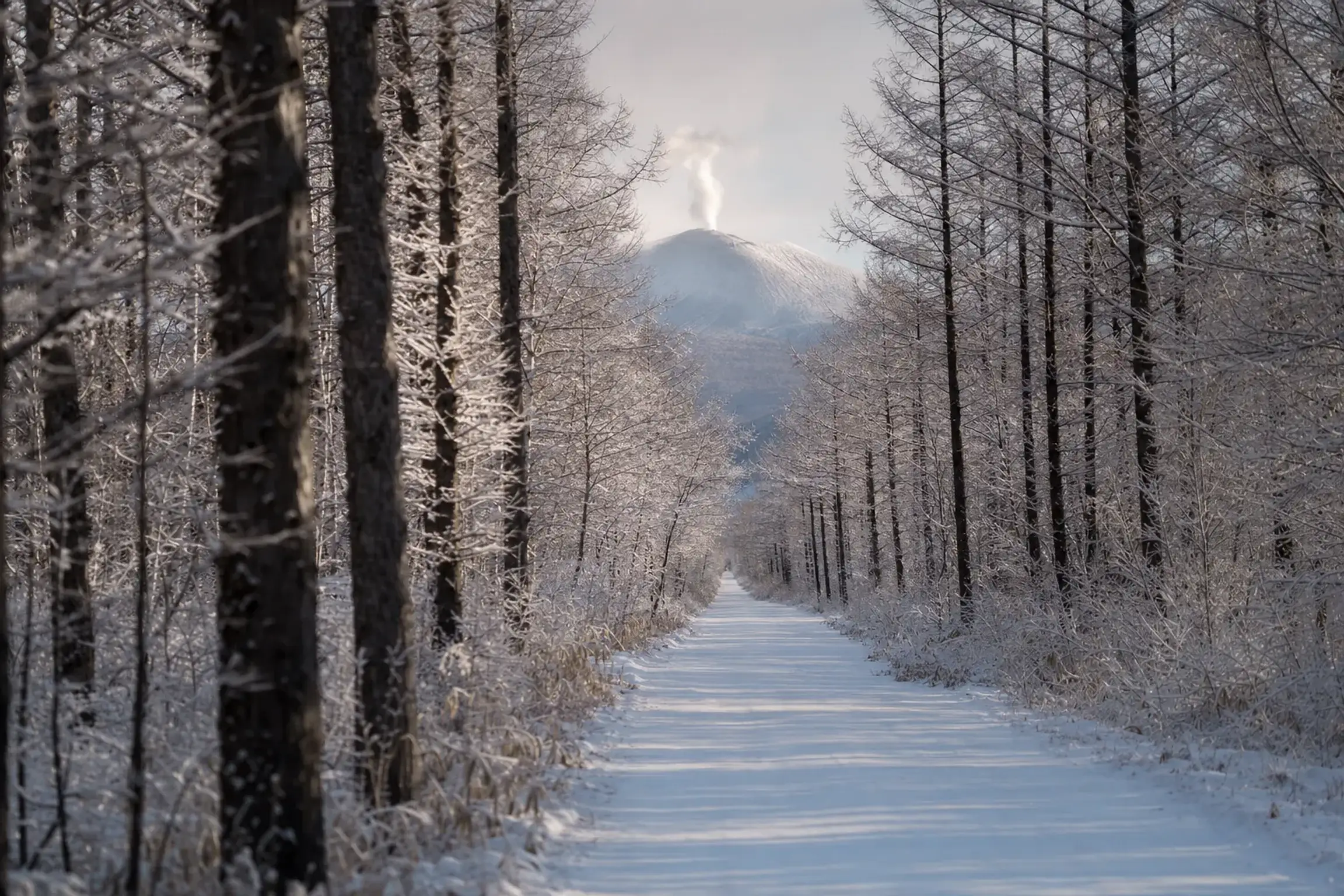 snow-covered larch forest lanes of Karuizawa in winter with Mount Asama in the distance