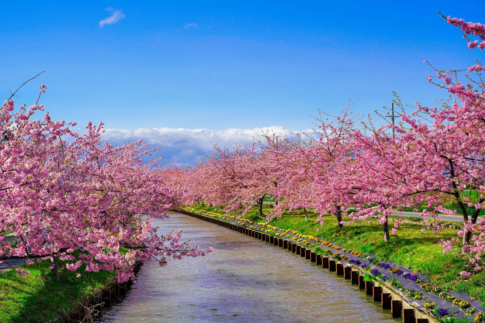 Kasamatsu Kawazu-zakura Road Parking Lot (Kasamatsu Kawazu Zakura Road Chūshajō)