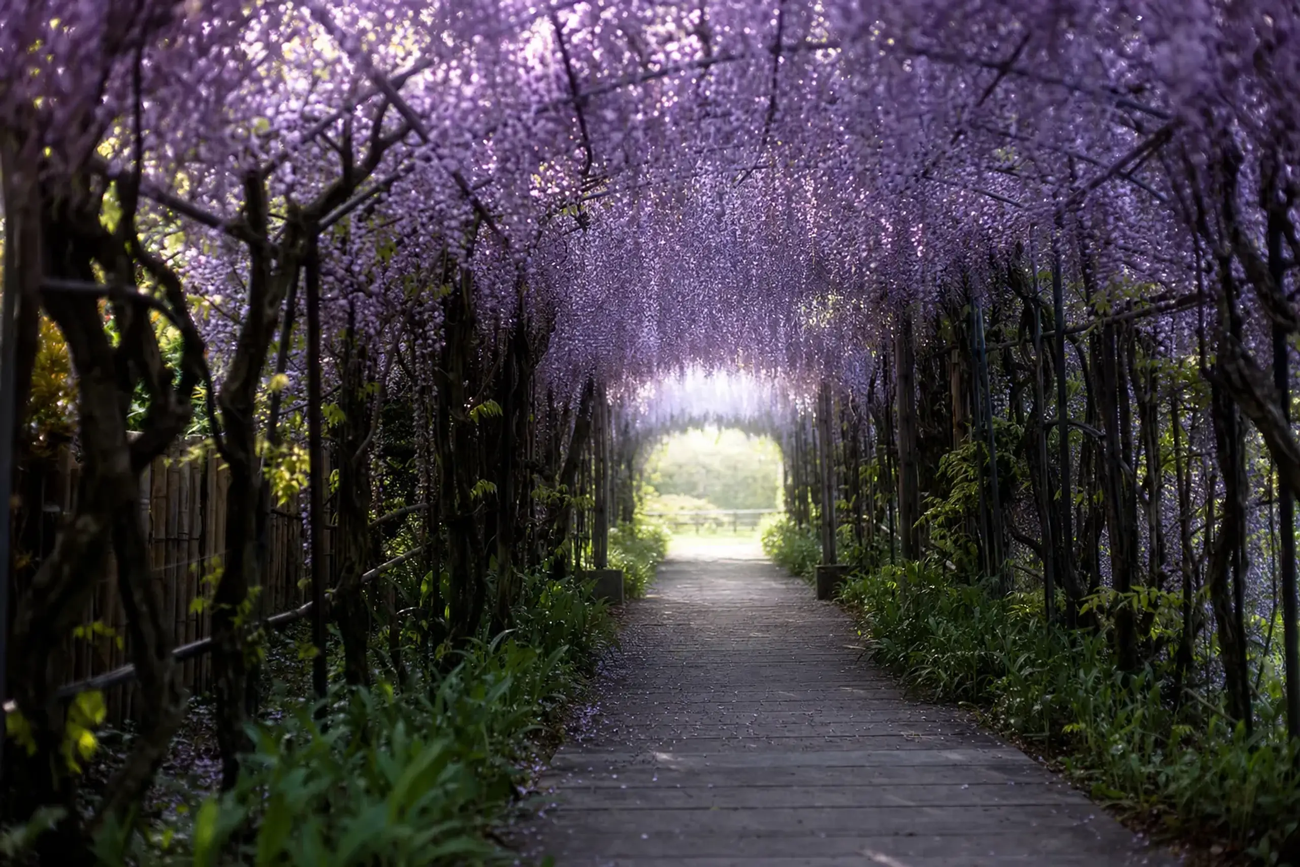 No Shuttle Bus, No Shortcut: Kawachi Fujien in Spring