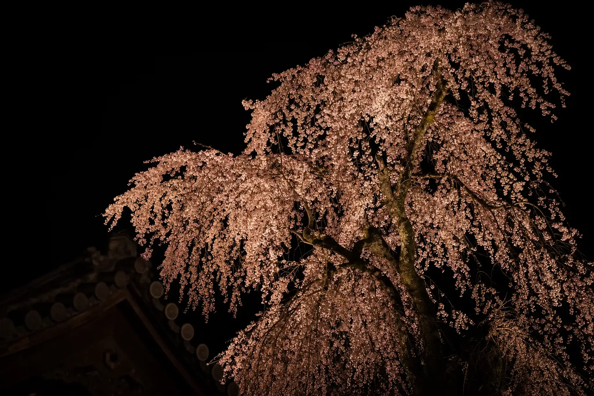 The illuminated weeping shidarezakura cherry tree at night in the grounds of Kita-in Temple in Kawagoe