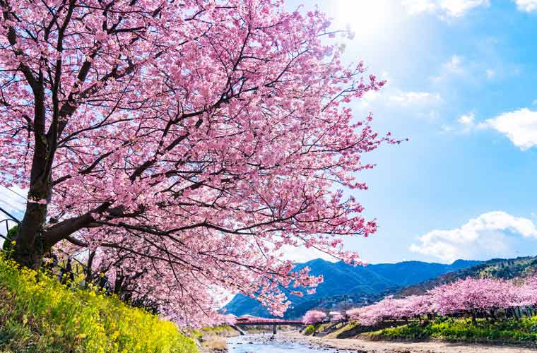 Kawazu-zakura (Kawazu Cherry Blossoms)