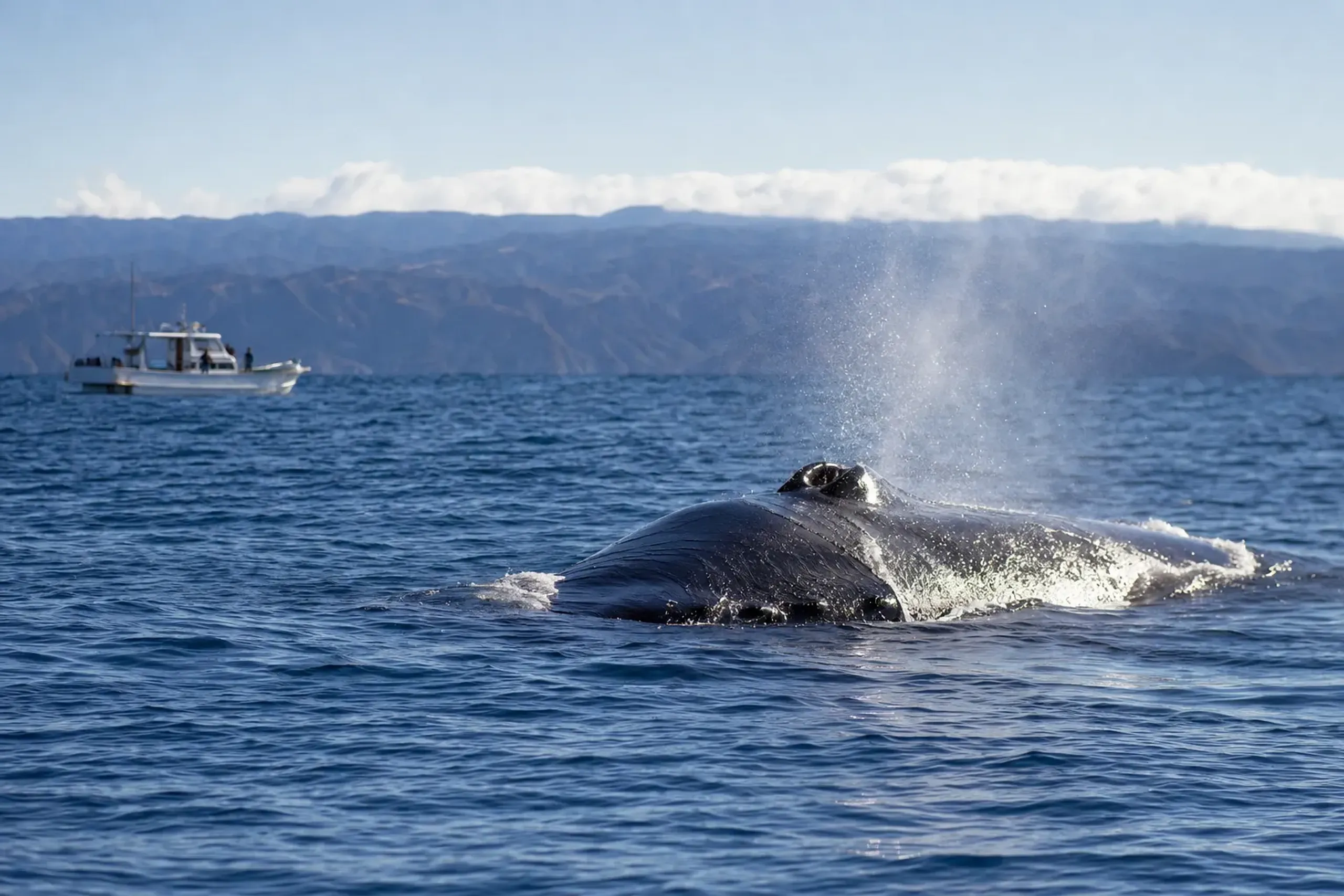a whale-watching boat observing from a respectful distance as a humpback whale surfaces in the open Kerama waters