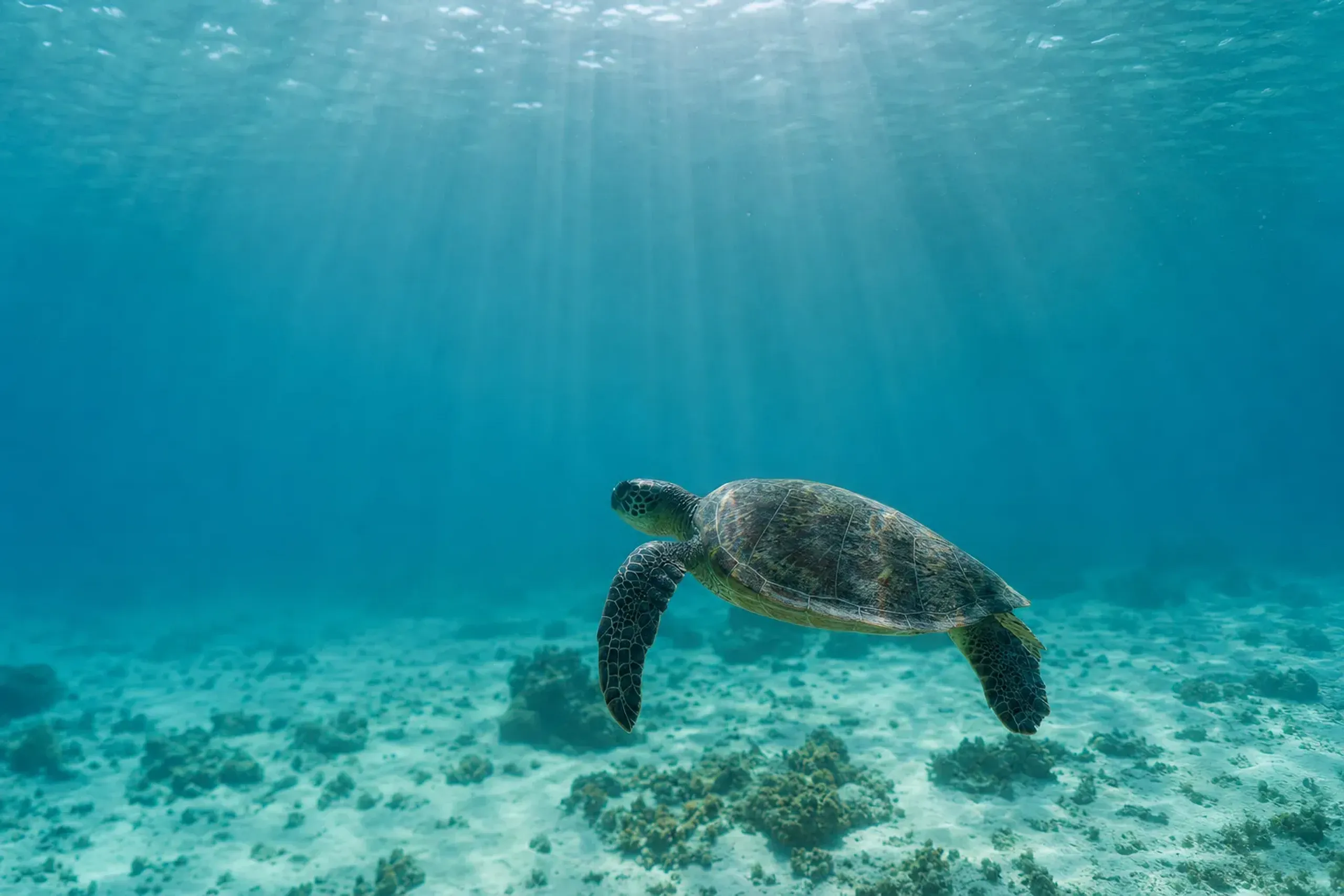 You can often see sea turtles at Ama Beach on