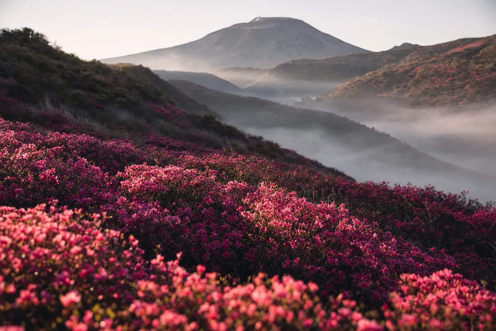 Kirishima Azaleas: Miyama Kirishima on the Mountain
